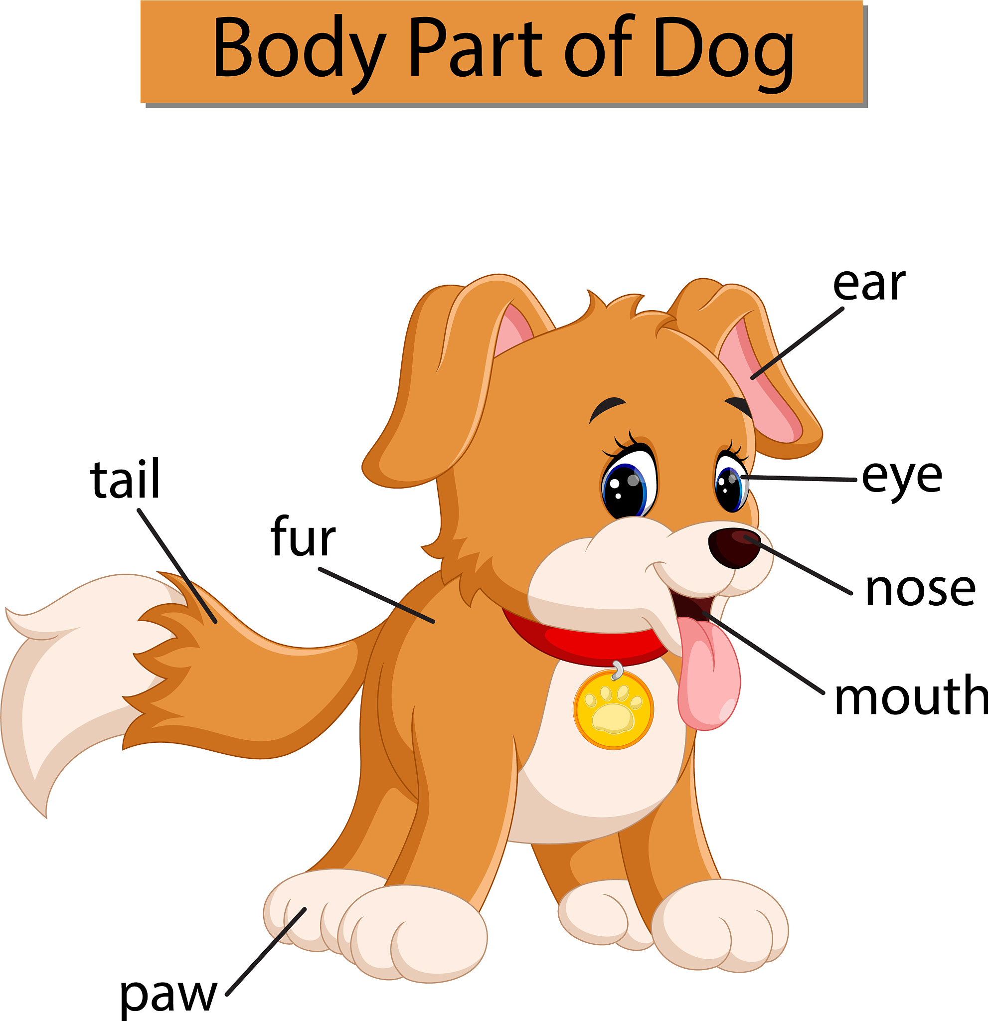 English Word Transcription: Dog, Cat, Boy, Monkey