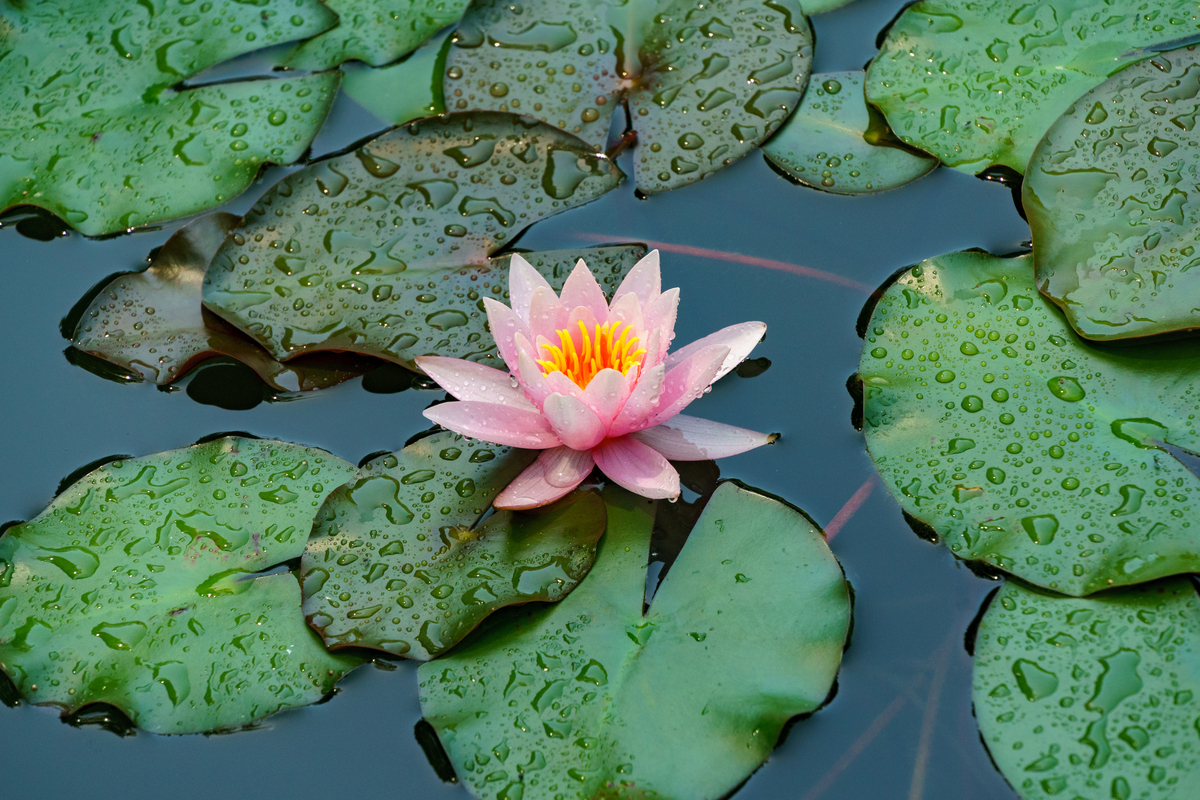 作文《荷塘月色》