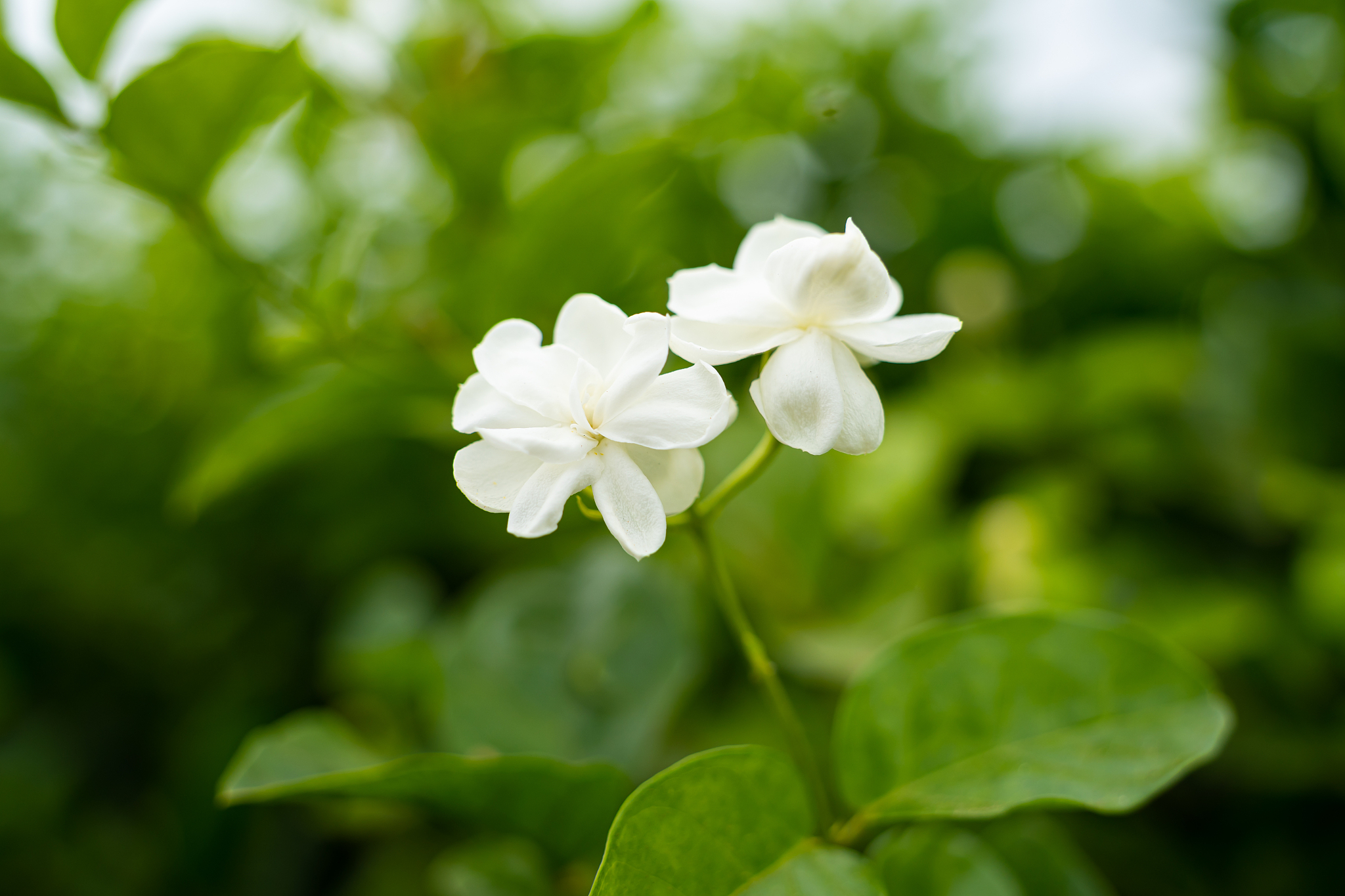 茉莉花寓意：纯洁、高贵、优雅与爱情