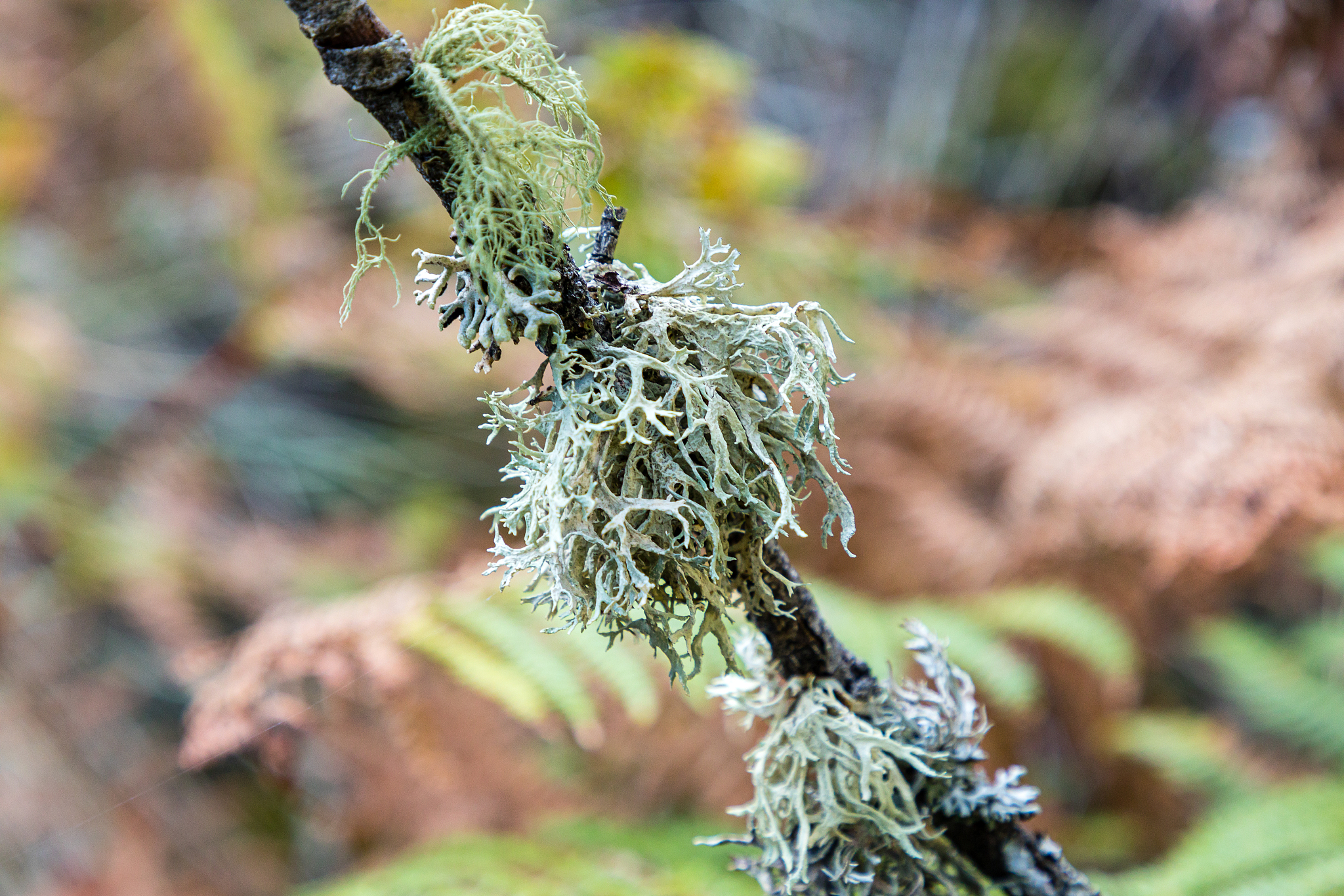 咸宁市生物机电工程学校招生简章：招生条件、对象和分数线