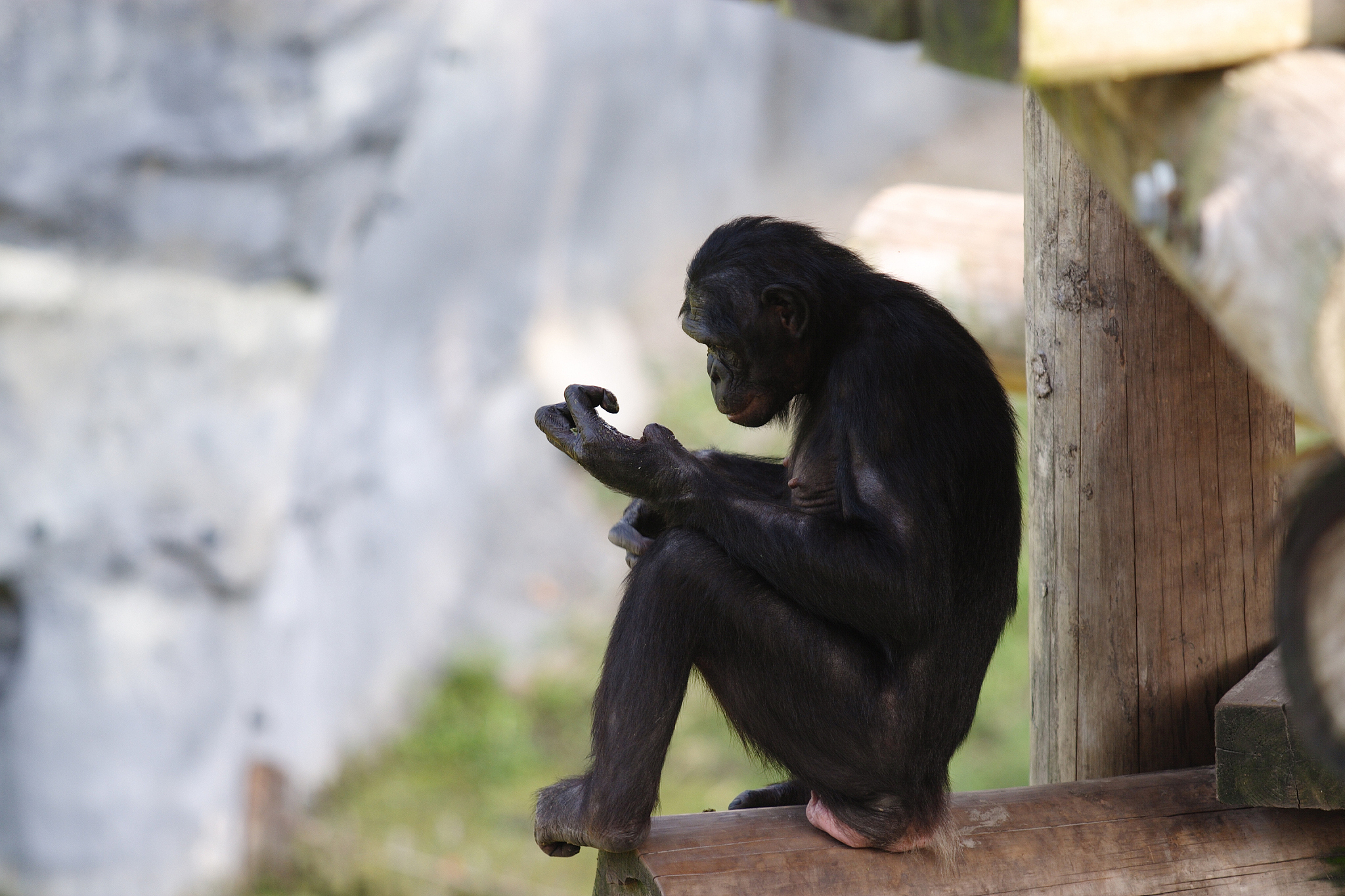 与人类同一生物学属的