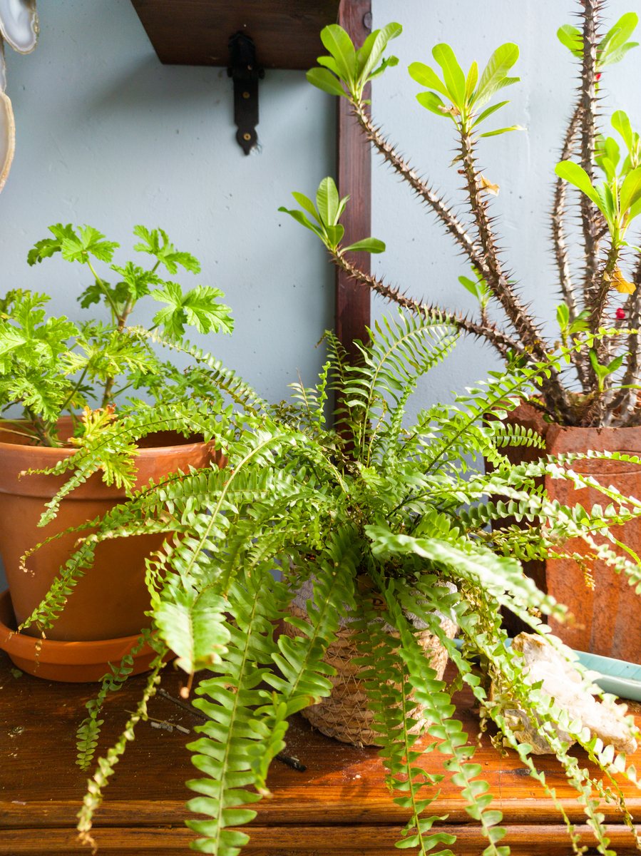 请帮我写1篇600字博客文章主题是：驱蚊小妙招