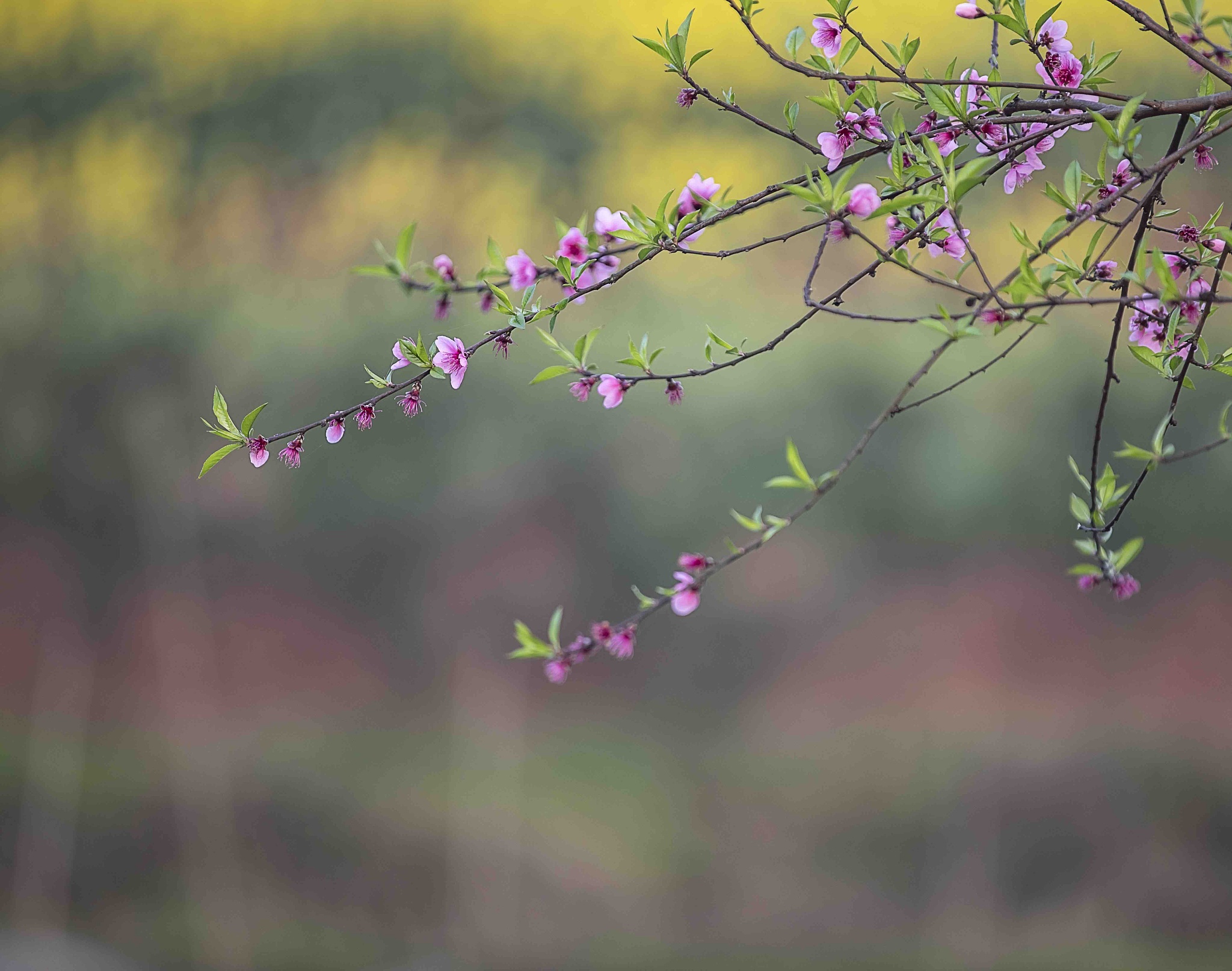 寻找春天写作不低于600字
