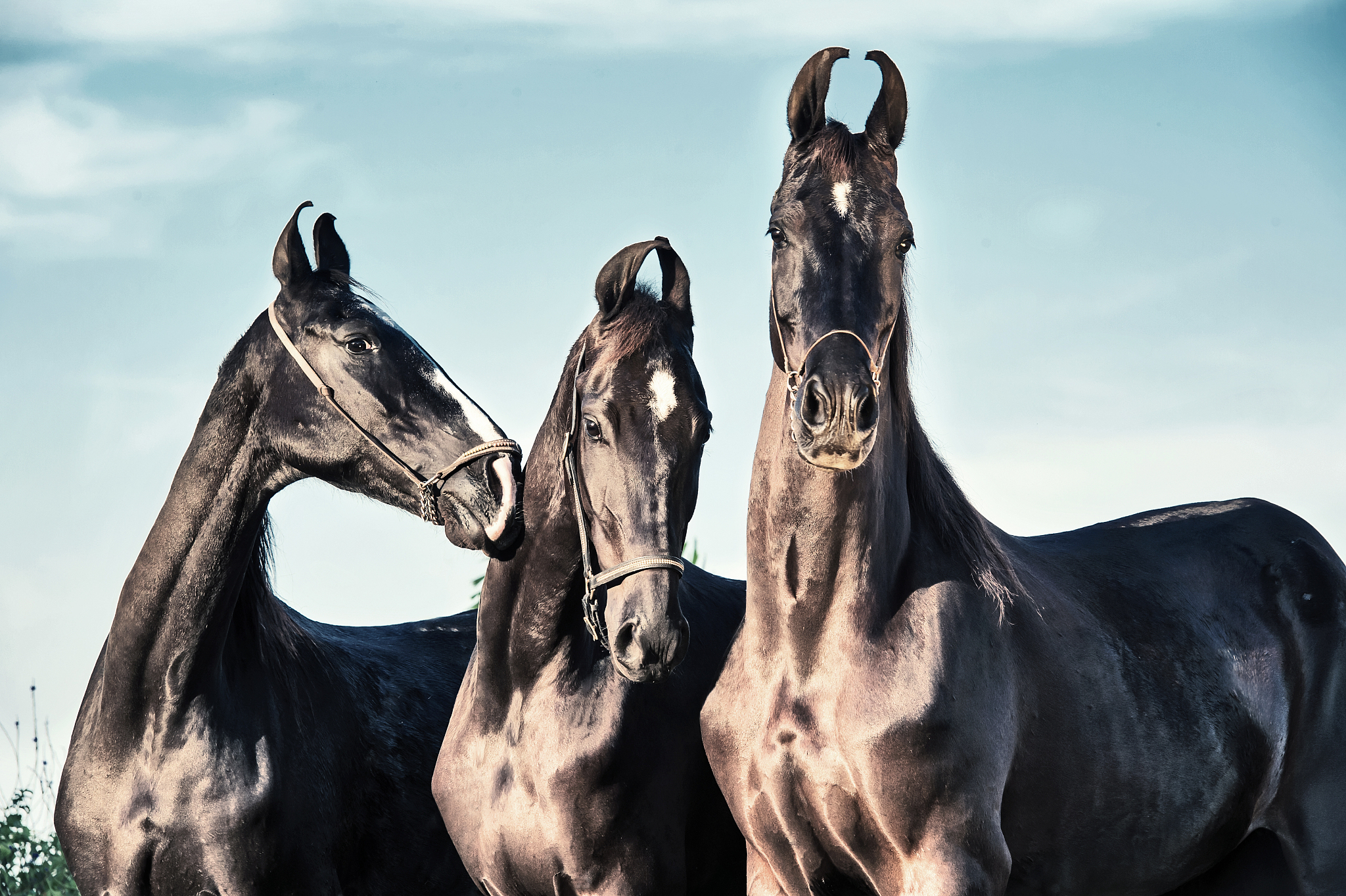 three black beautiful marwari mares posing together. gujarat, in
