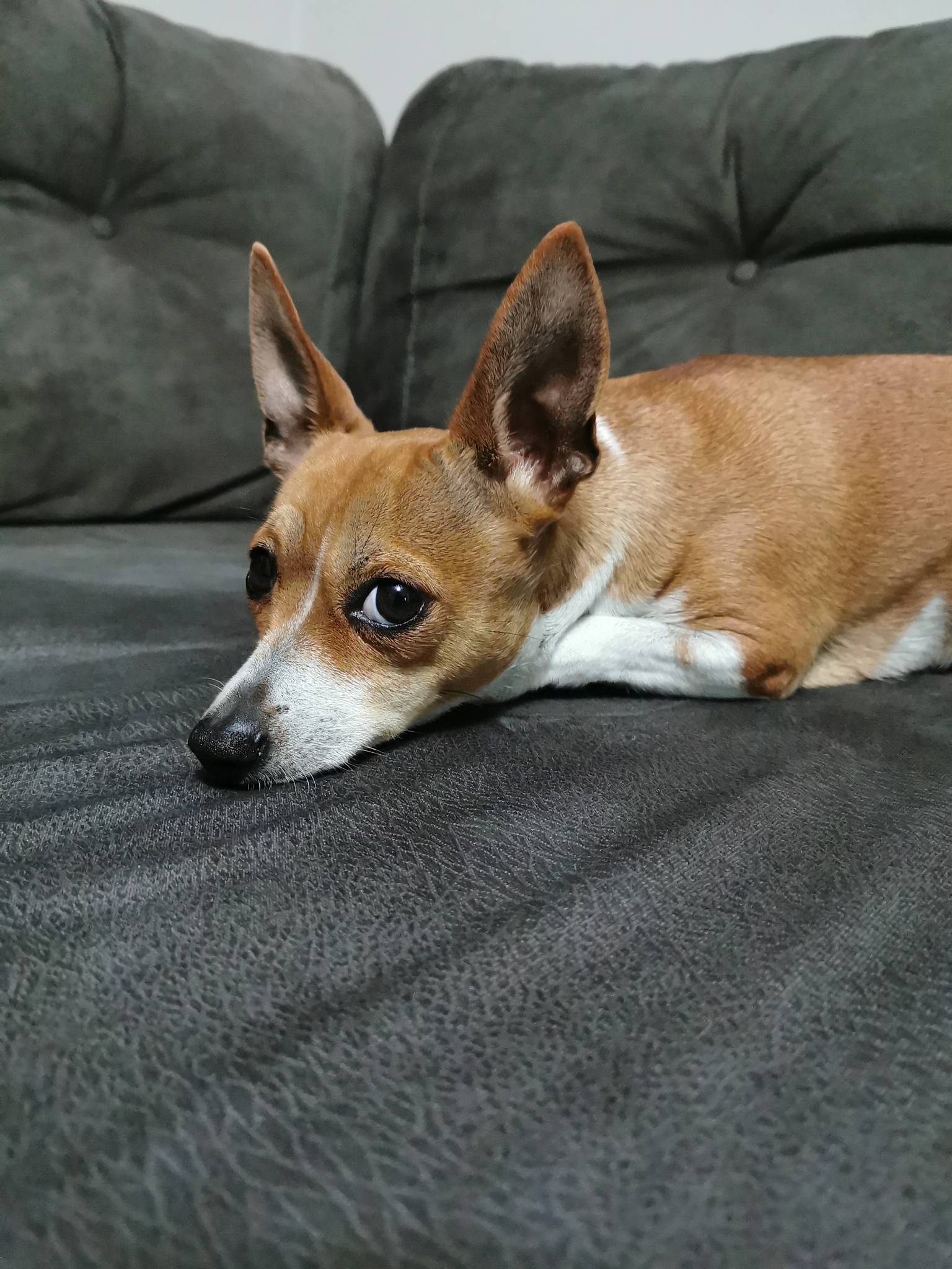 黑龙江农业工程职业学院宠物临床诊疗技术专业优势怎么样发展前景好不好呢