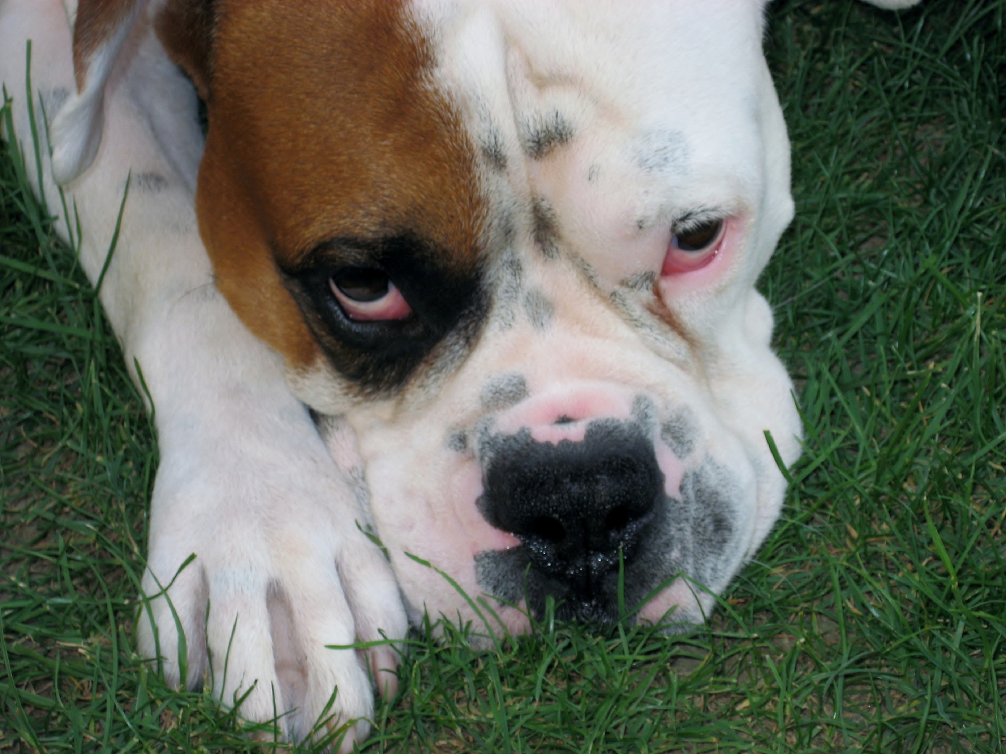 犬先天性巨血小板减少症：症状及护理