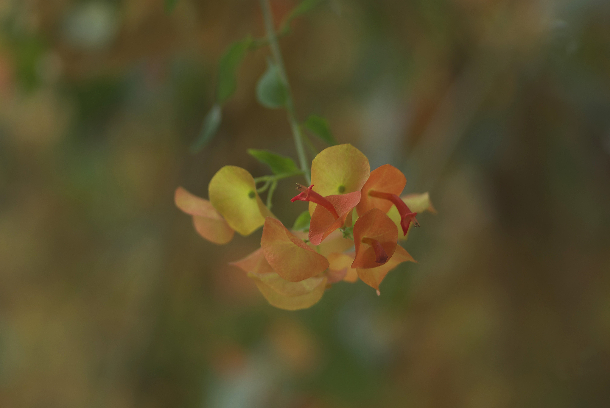 迎春花叶子发黄怎么办？400字解决方法！