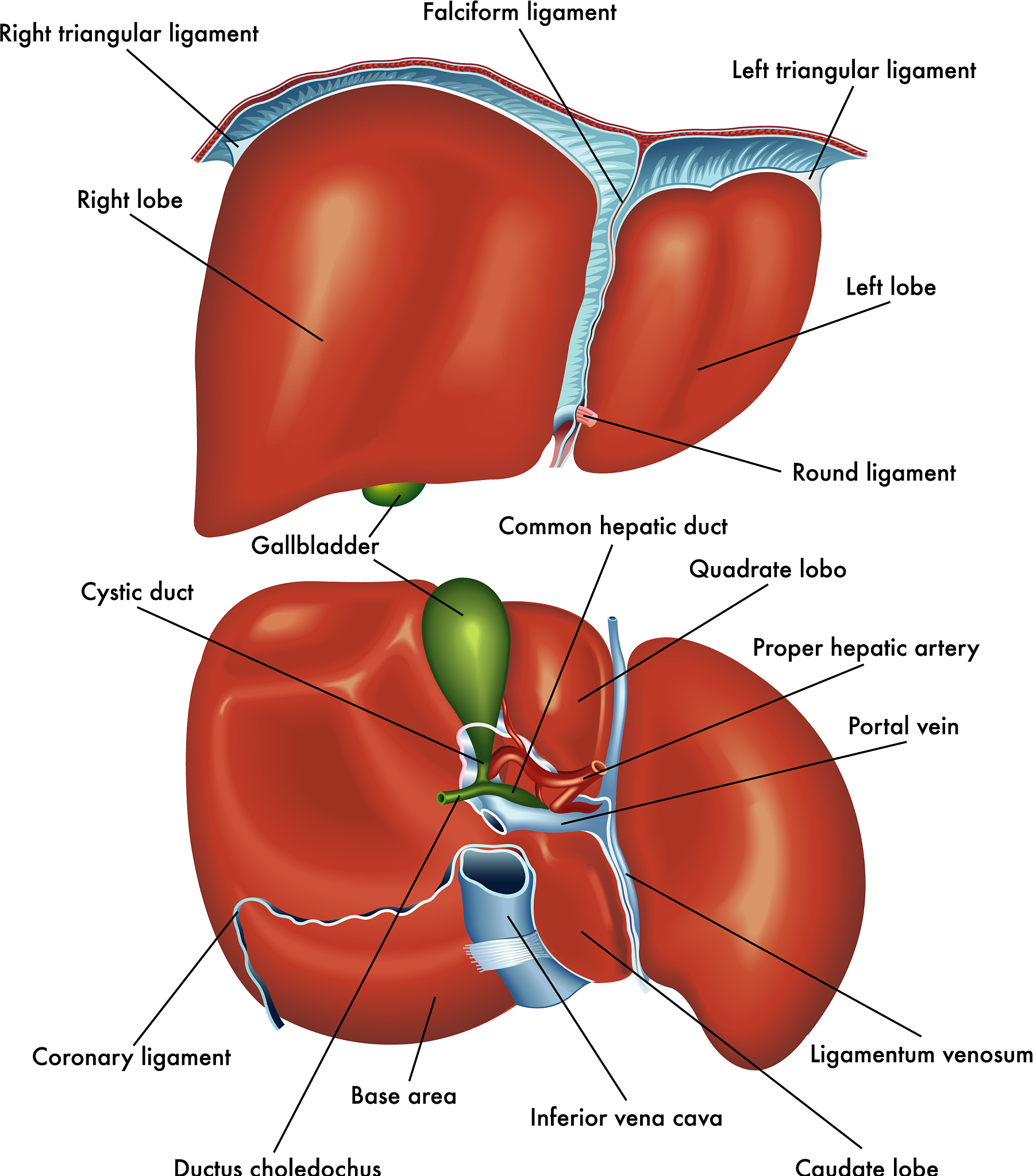 右肺腺癌术后呼吸衰竭合并下肢肌肉脓肿患者护理体会