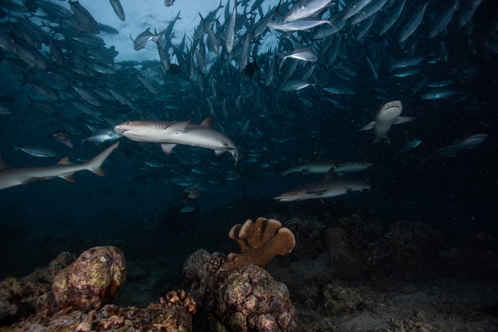 Dive into a World of Wonder: A Descriptive Journey Through the Aquarium