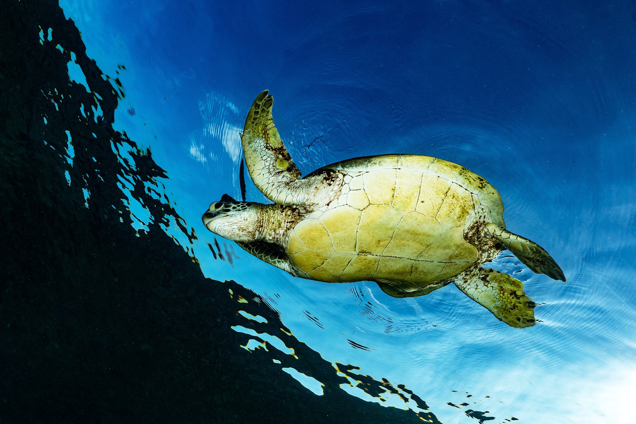 500字的生物论文