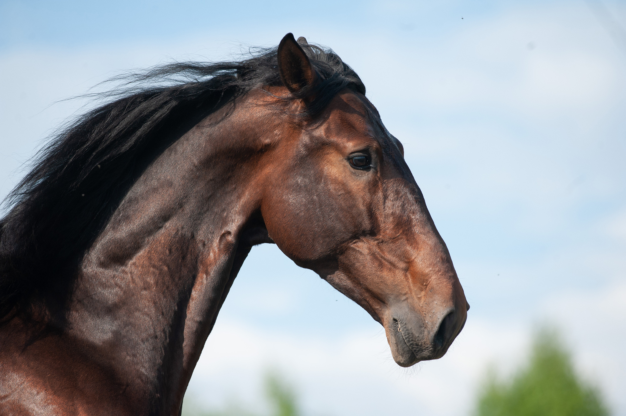 profile of the andalusian horse