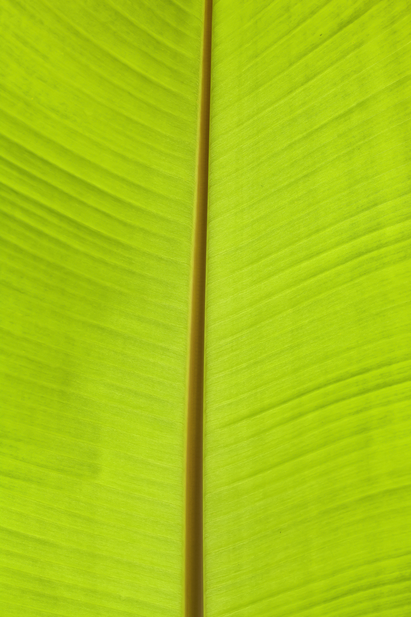 banana leaf