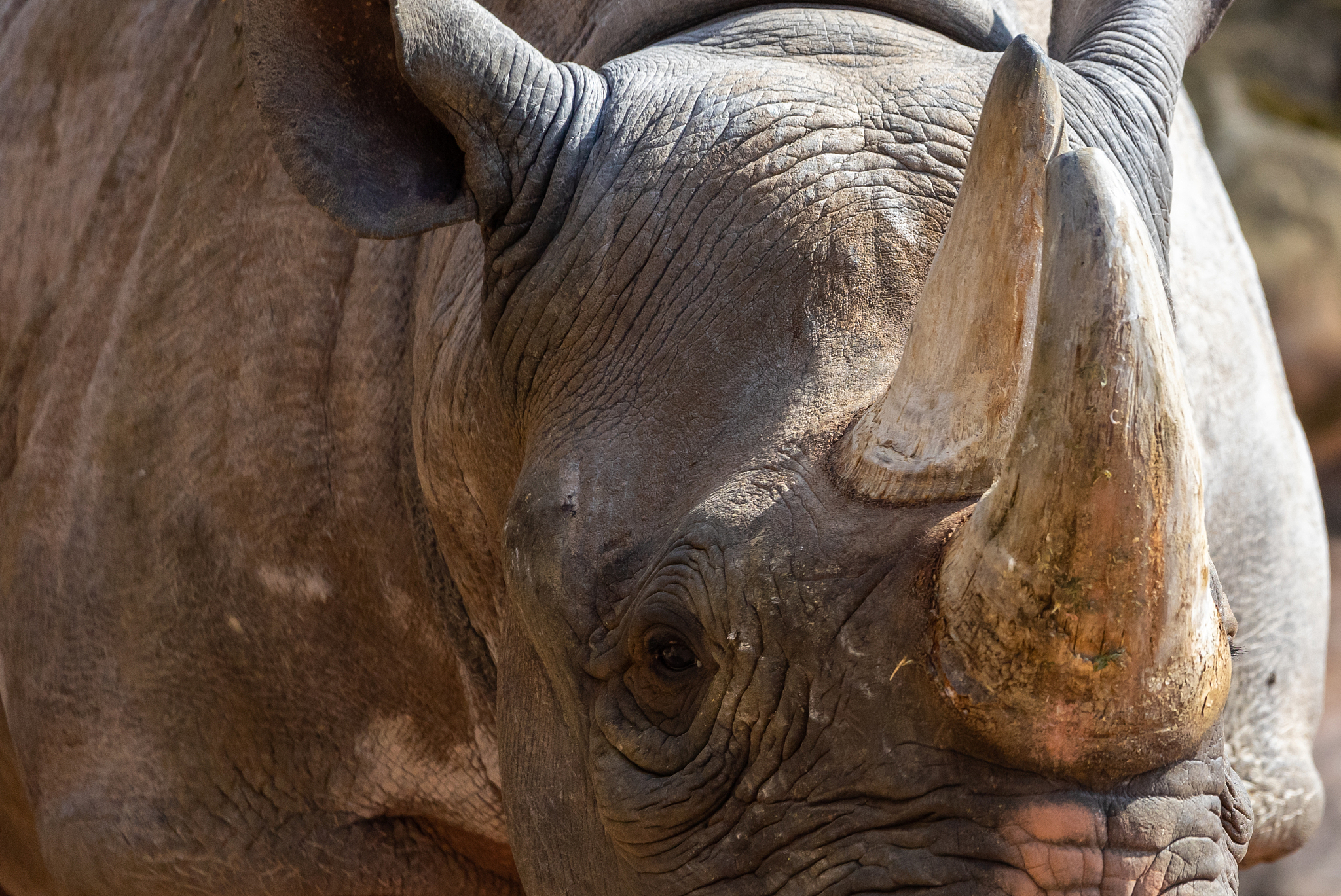 古代中国有犀牛吗