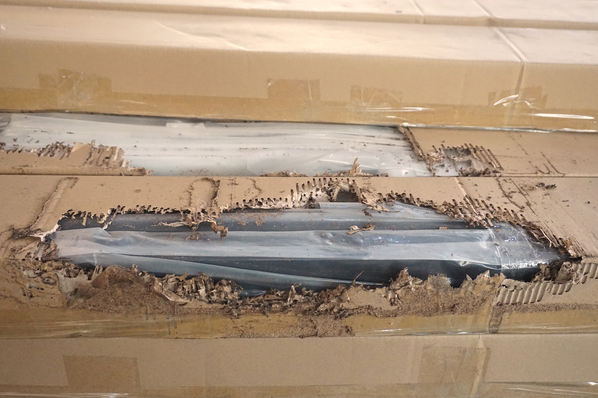 termite eat paper