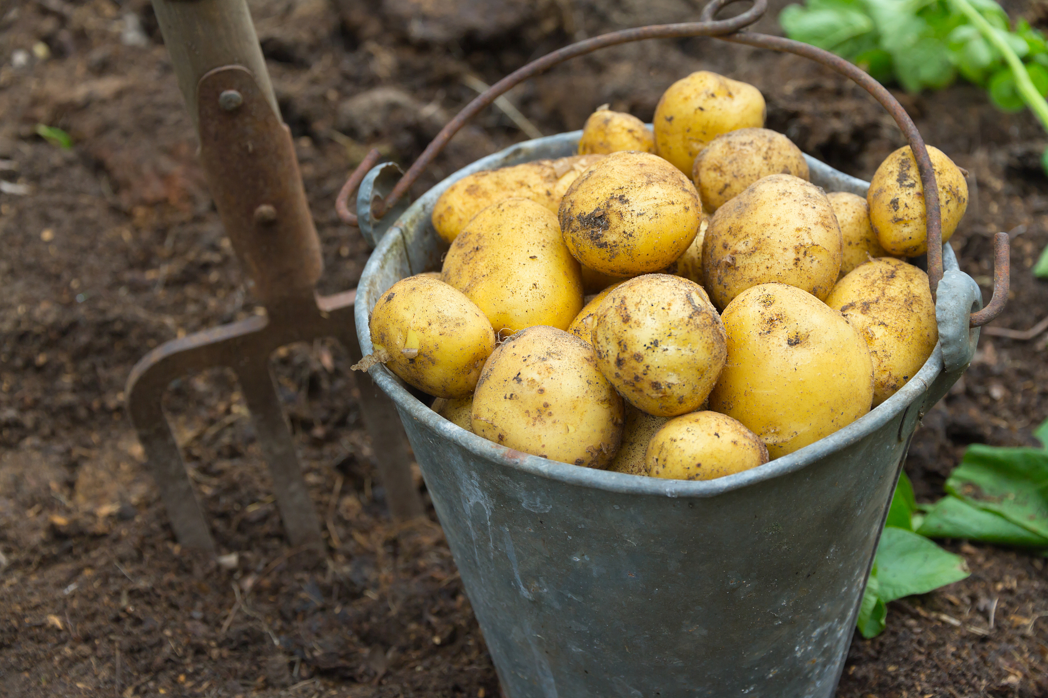 potato harvest