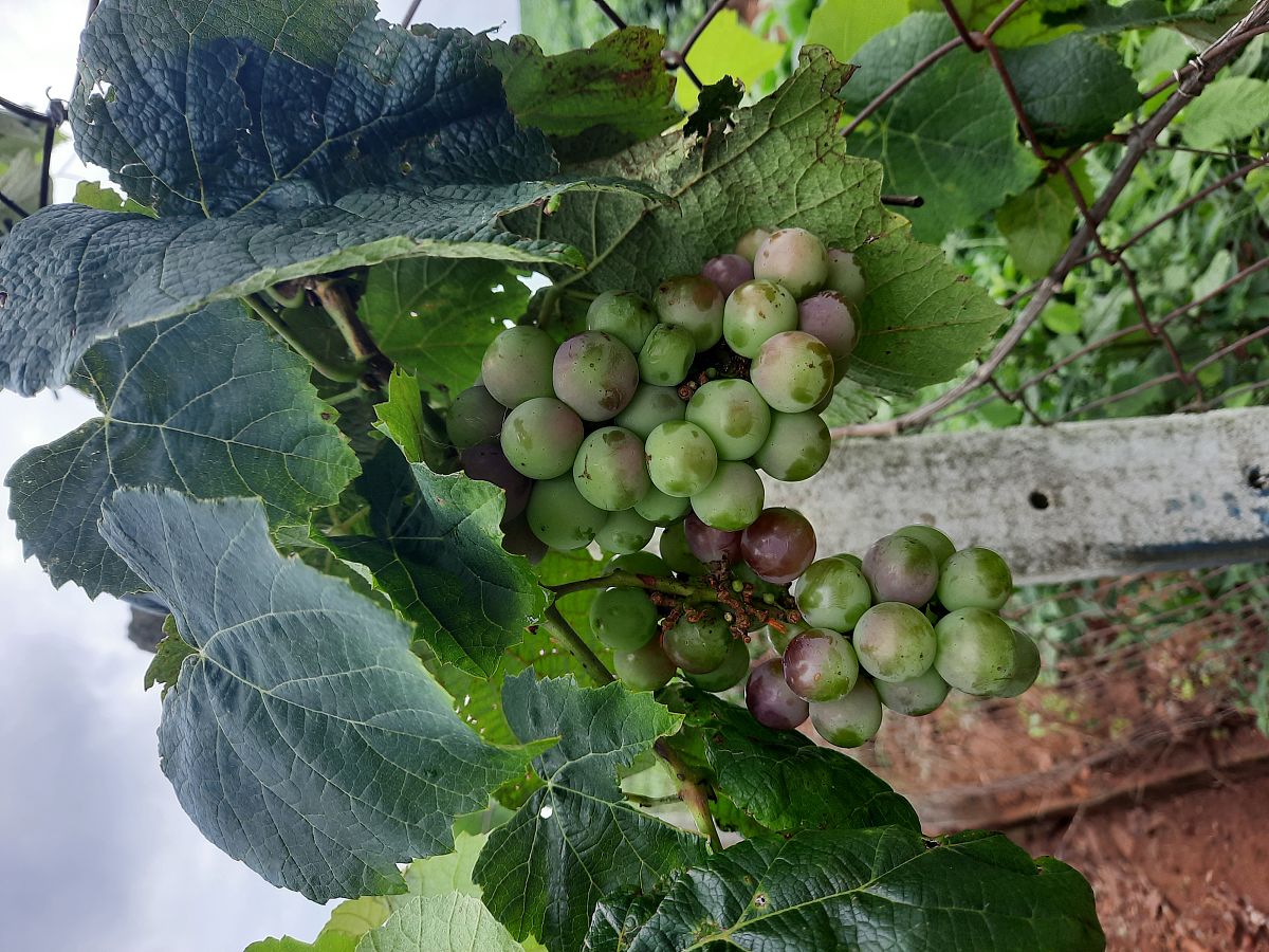 园叶龙珠葡萄是谁开发出来的