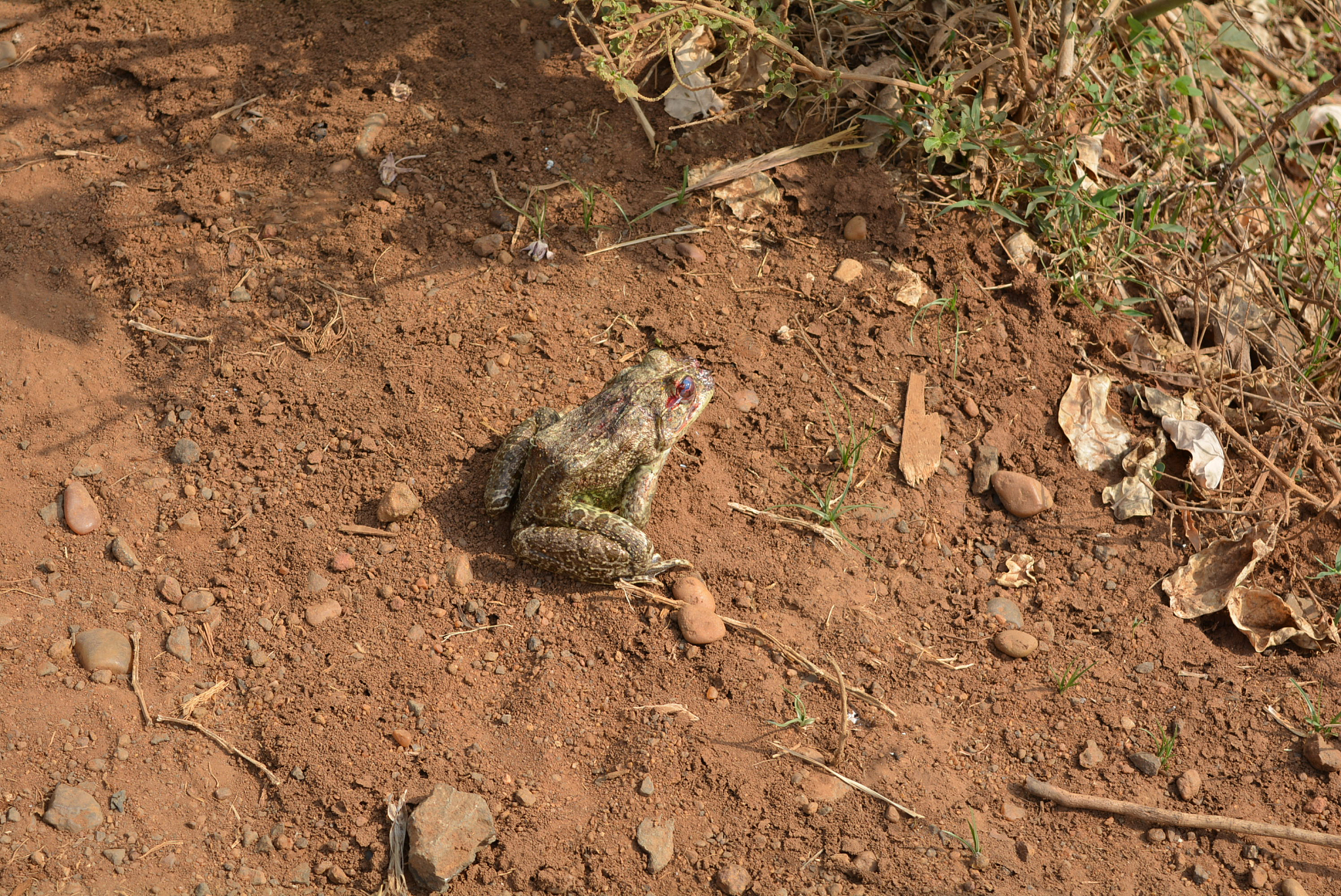 谈谈沙漠雨蛙有趣的知识
