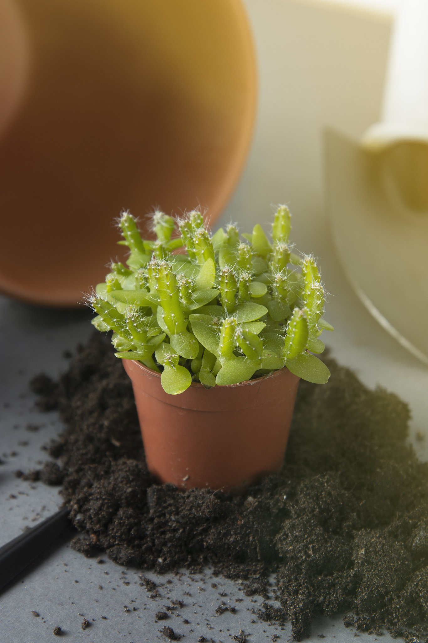 Spring Planting Guide: When to Start Your Seeds for Success