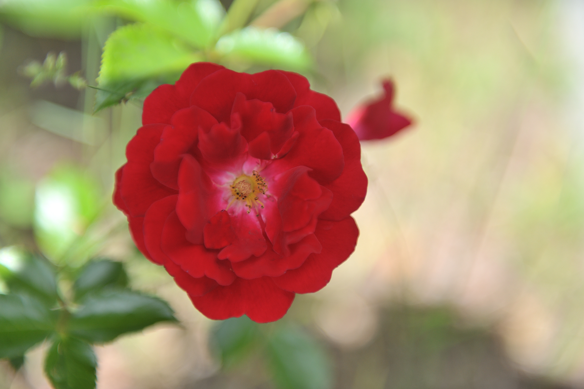 rosenblüte