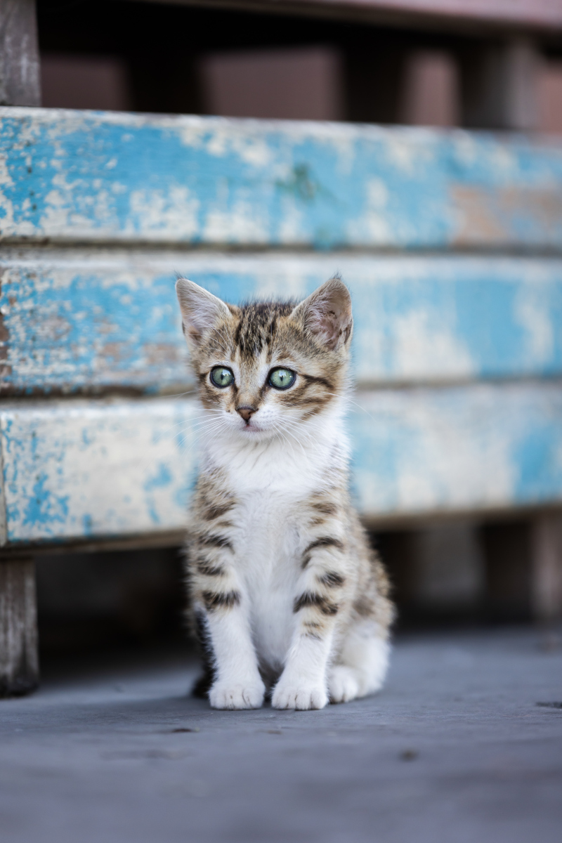 翻译 사람 처럼 모든 문을 다 열고 다니는 고양이 디디🙀 이 문도 연다고