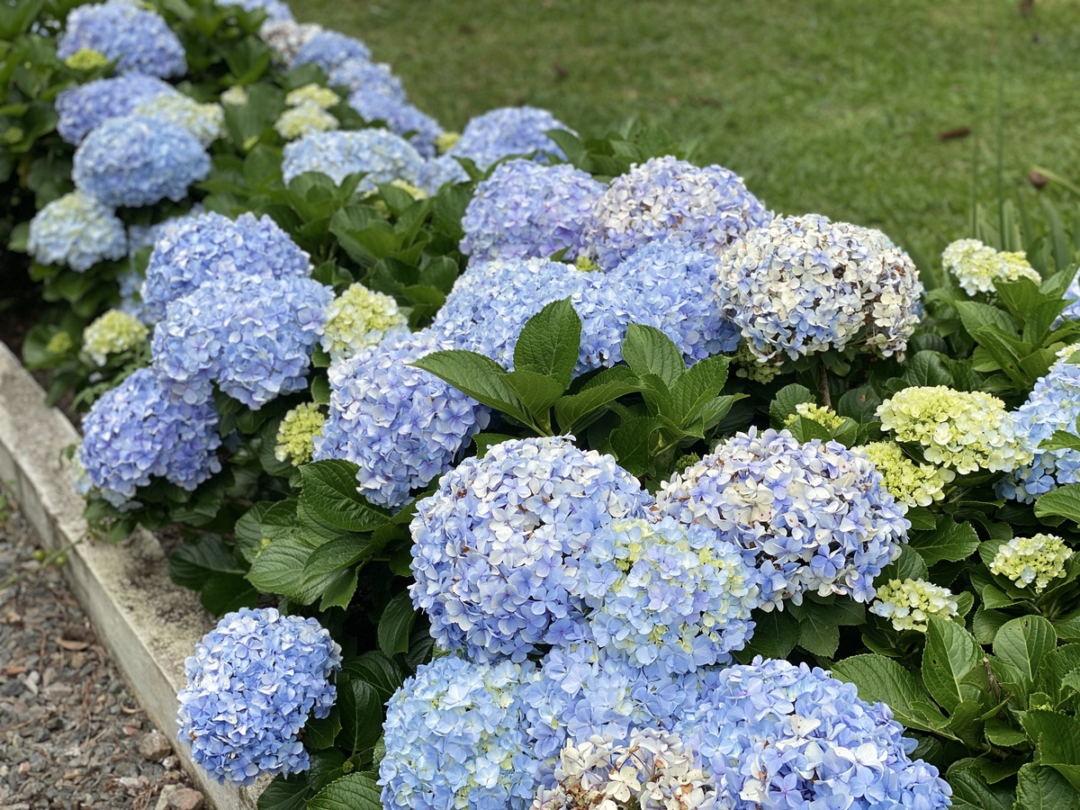 石家庄无尽夏植物什么时候开花？花期时间表