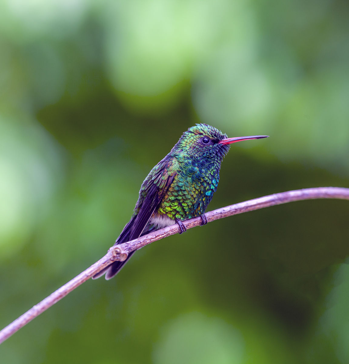 超梦：神奇宝贝传说中的神兽，终极形态