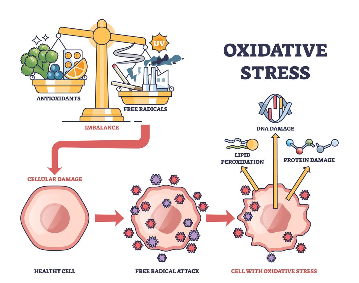 磁性活化细胞分选NK细胞