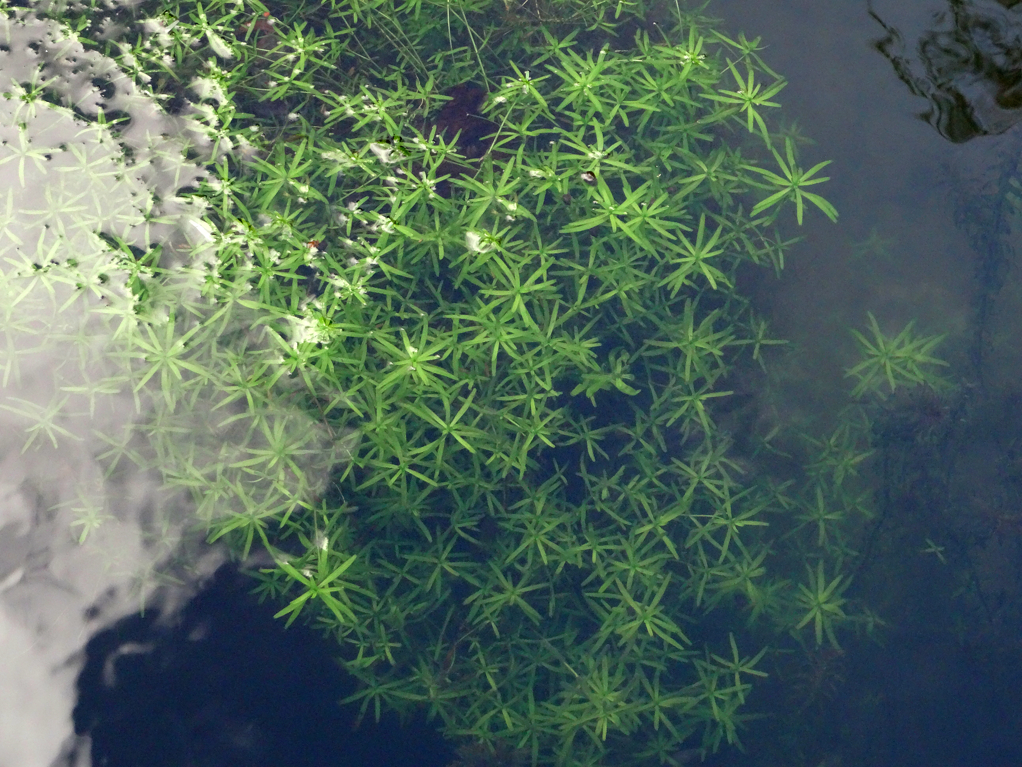 小型浮游植物压舱作用更强：与硅藻对比分析