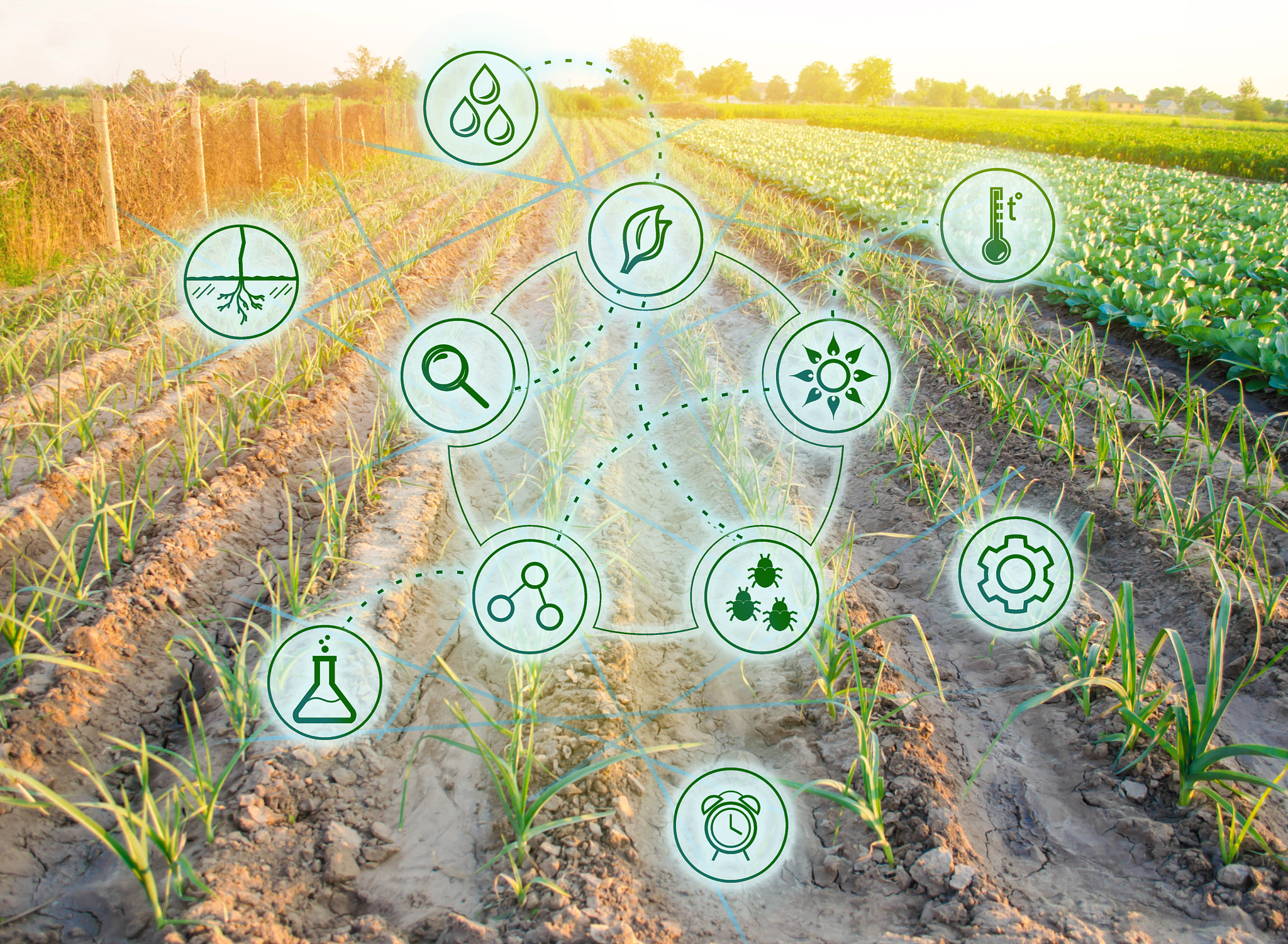 支持当地种植者：满足需求，促进可持续发展