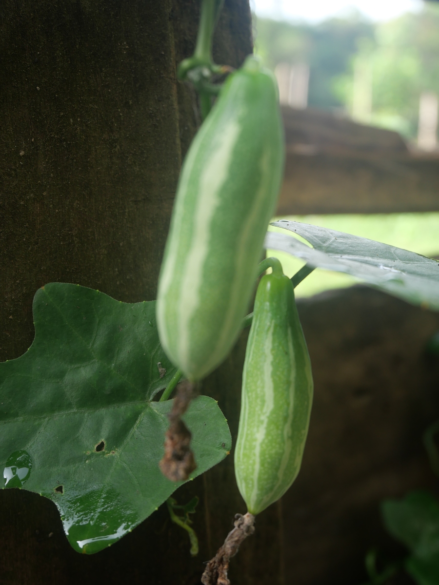 请帮我写1篇不少于800汉字的博客文章语言要幽默风趣。主题是：种什么最赚钱？这4个种植项目稳赚!好种又好卖
