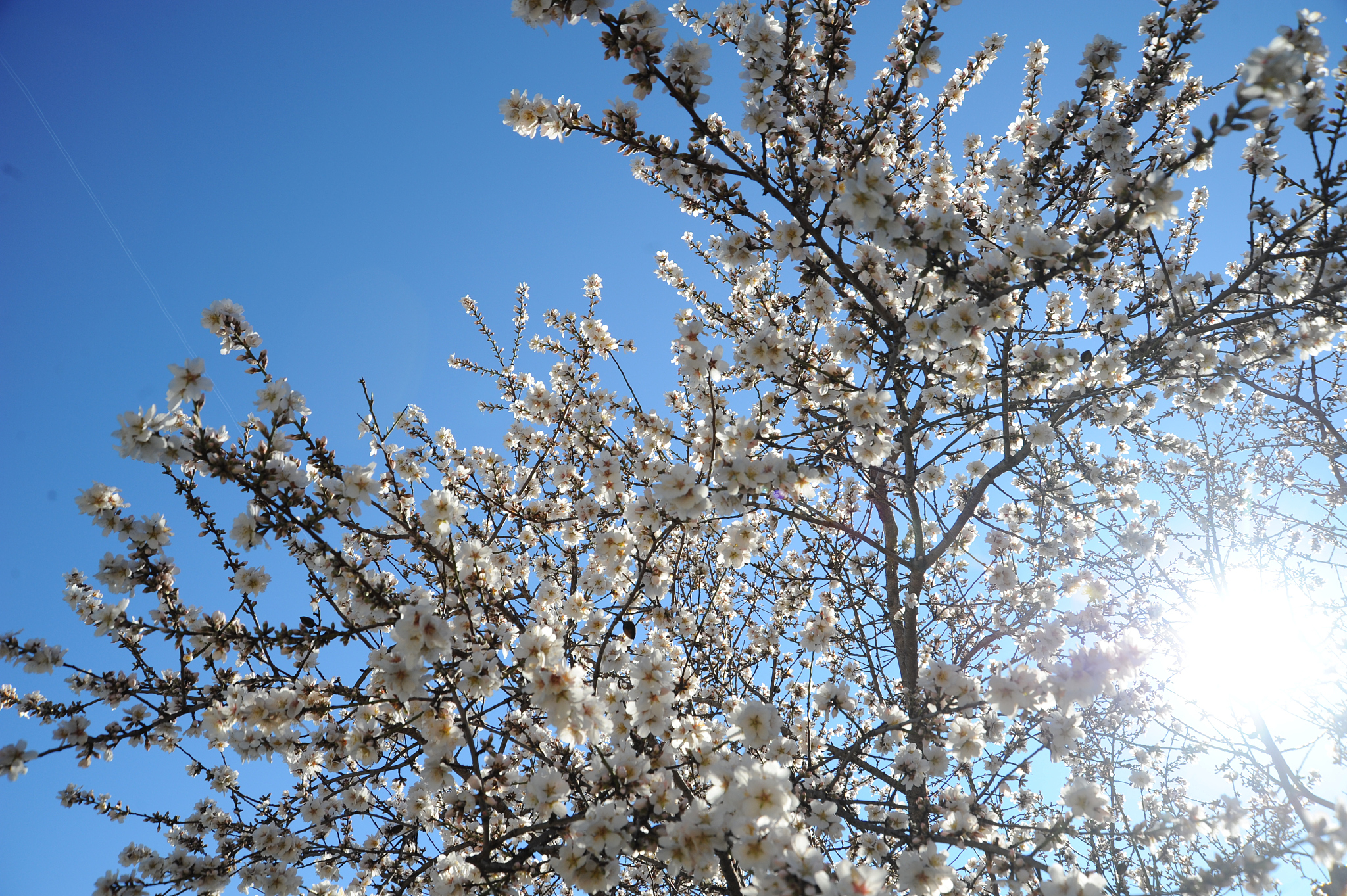 mandelblüte in spanien