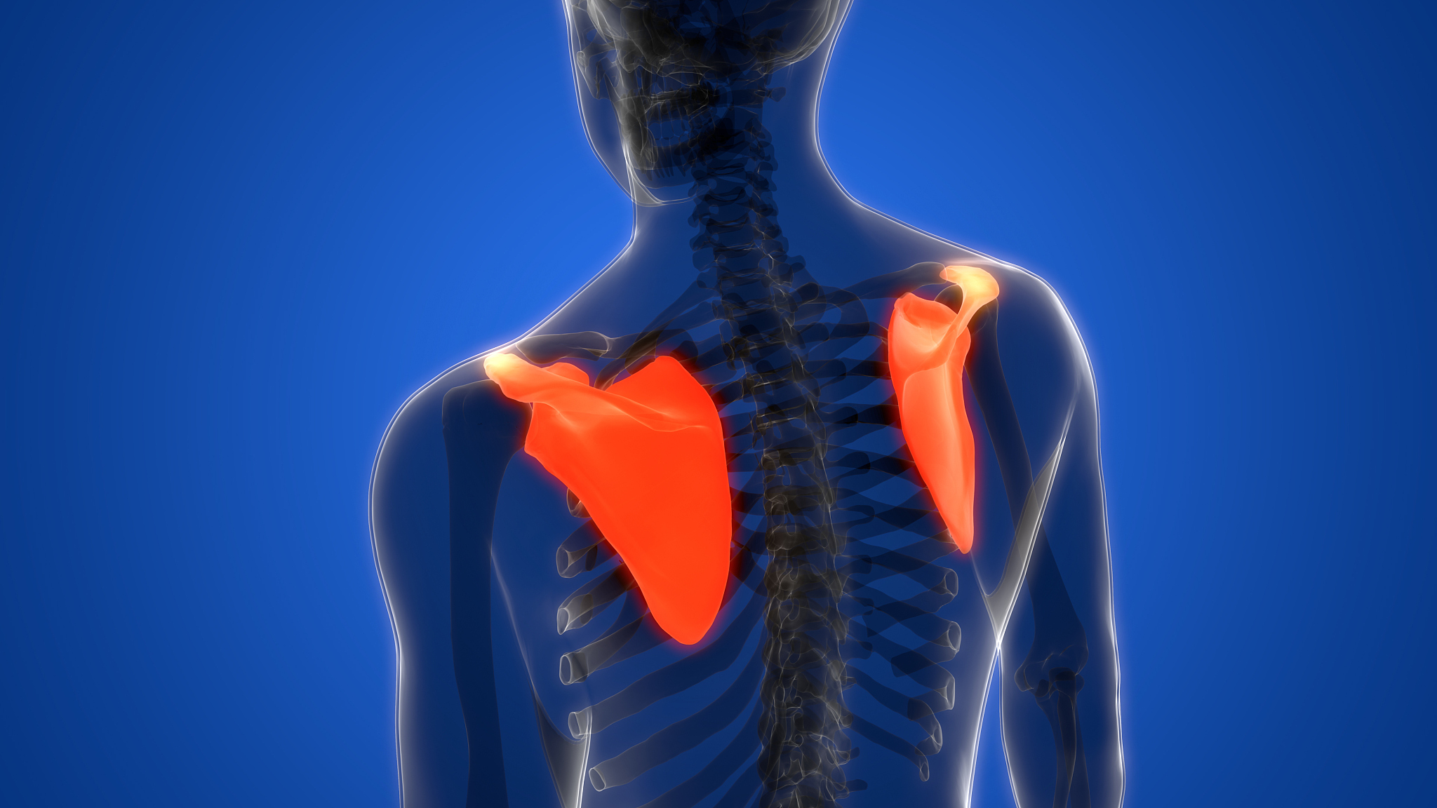 用250以上文字概述肩胛骨的位置作用日常护理