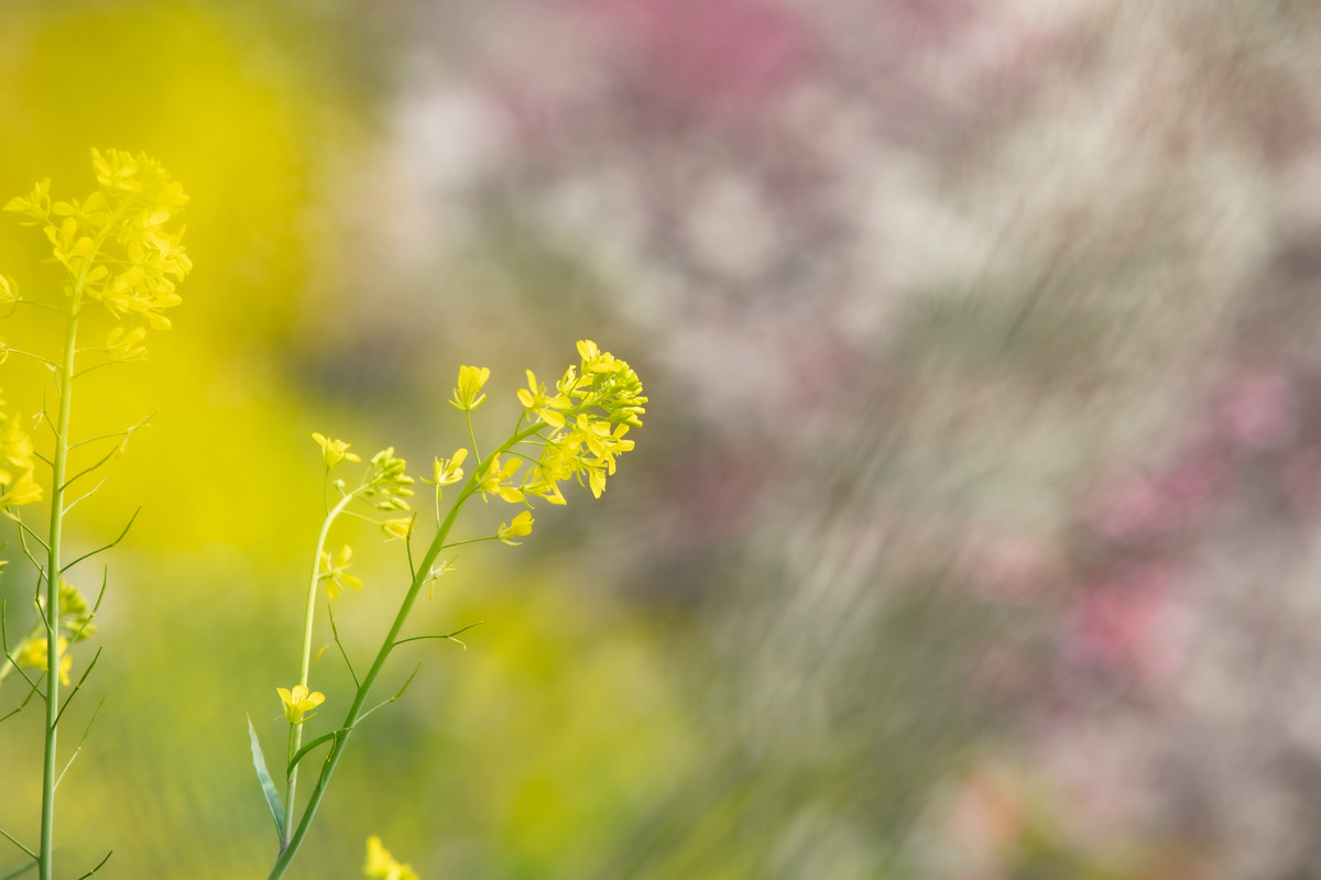 春天的美好：万物复苏，生机盎然