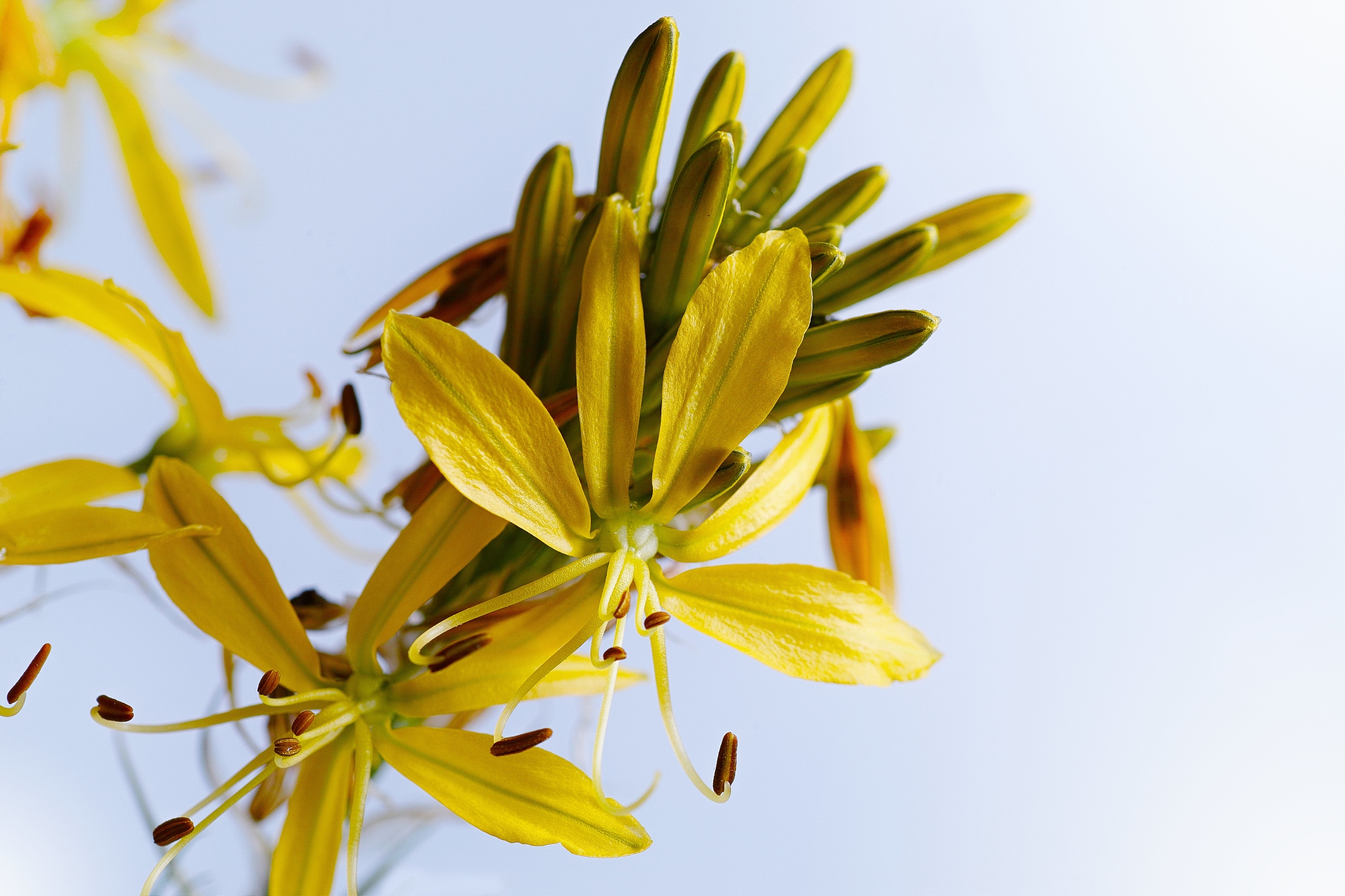 close-up of yellow flowering plant against clear sky