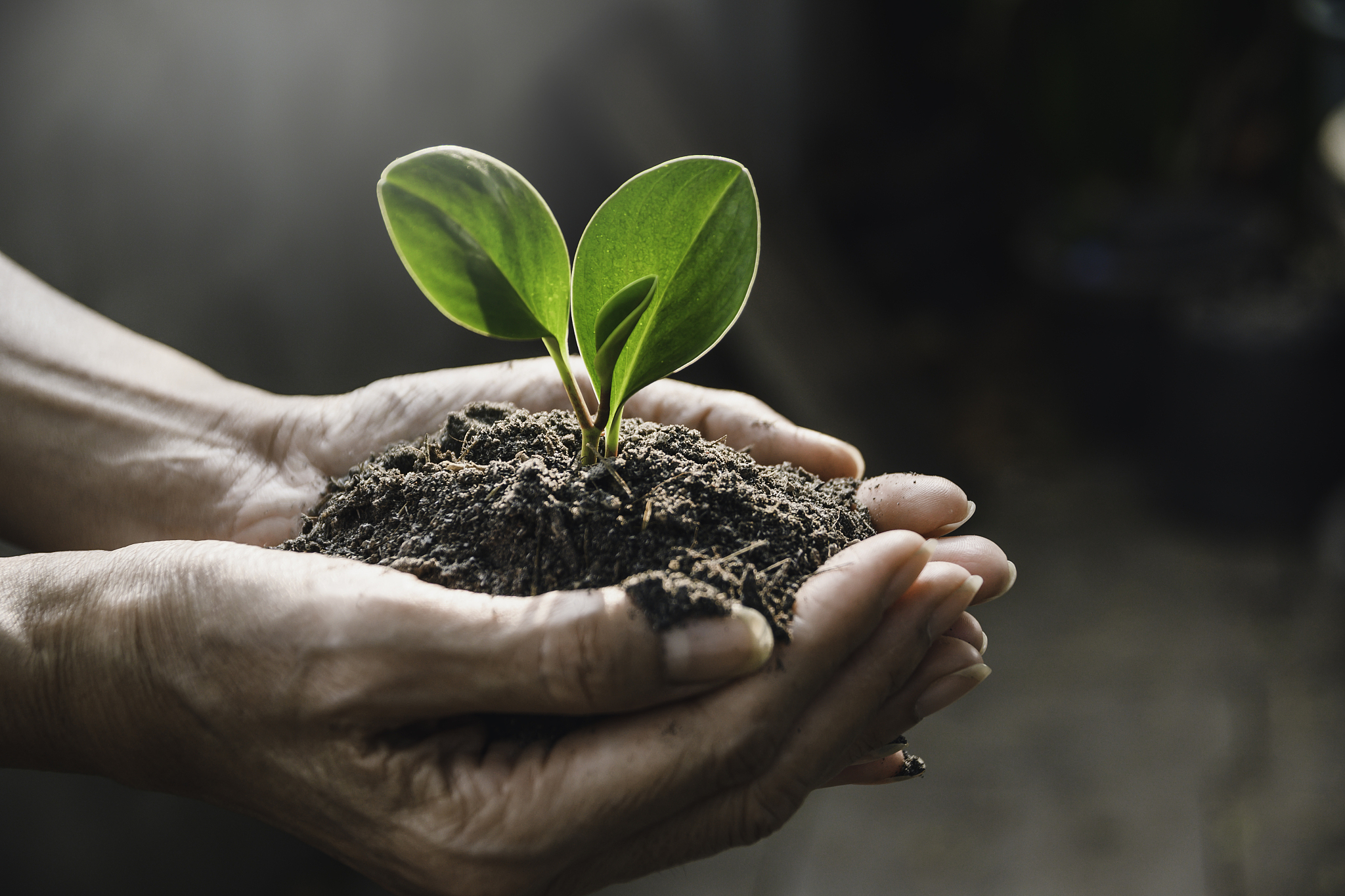 hand holding of soil with young plant on top it will growing up 