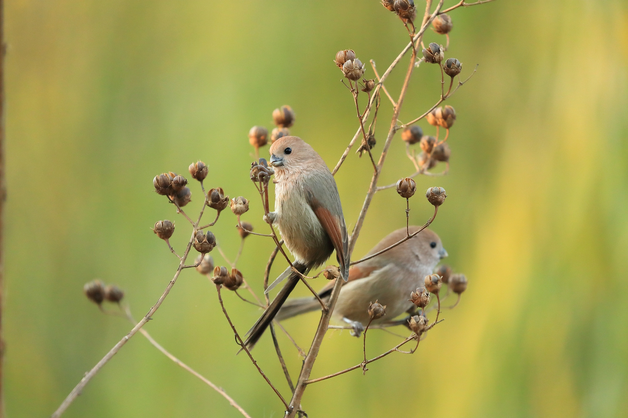 自律精神会遗传吗