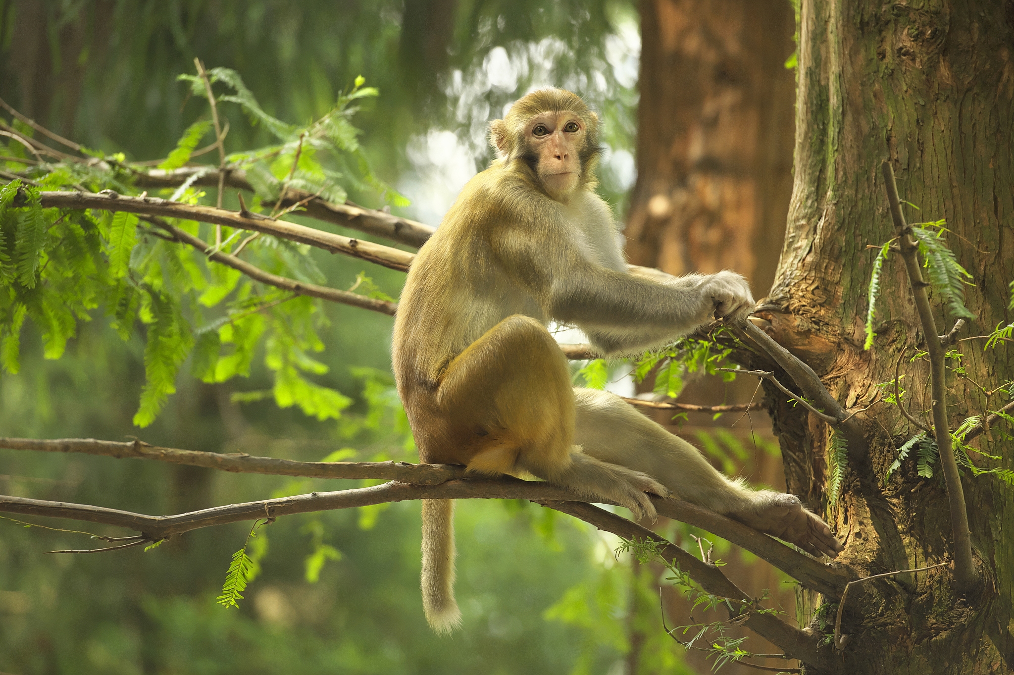 《美中不足》比喻 是什么生肖帮我用200字详细描述