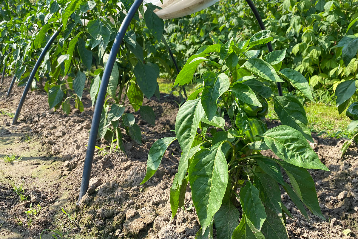我咨询一下我的一亩辣椒产生肥害己无解了之后扫码知到买的肥料是三无产品我该怎么办帮我用210字详细描述