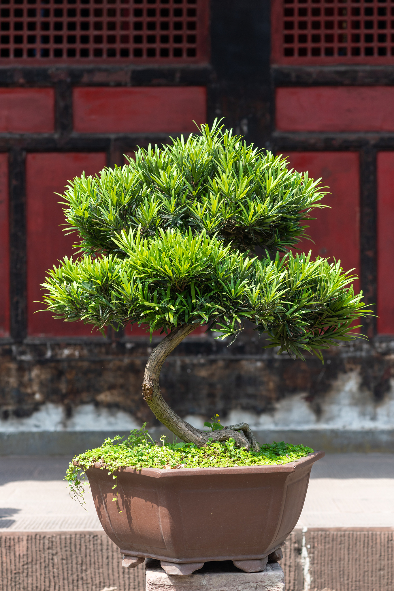 我要组培罗汉松请给我方法用料配方制作工艺全过程配方及用量和需要的工具一并列出组培罗汉松的方法：材料：- 罗汉松幼苗- 营养土- 石灰石颗粒- 珍珠岩- 水苔- 花盆- 喷壶- 剪刀制作工艺：1 准备好营养土加入适量石灰石颗粒和珍珠岩进行混合。2 将花盆中放入一层混合好的营养土压实。3 将罗汉松幼苗放在营养土上用手轻轻压实。4 用剪刀修剪罗汉松幼苗的根部让其更容易生长。5 将营养土填满花盆压实。6