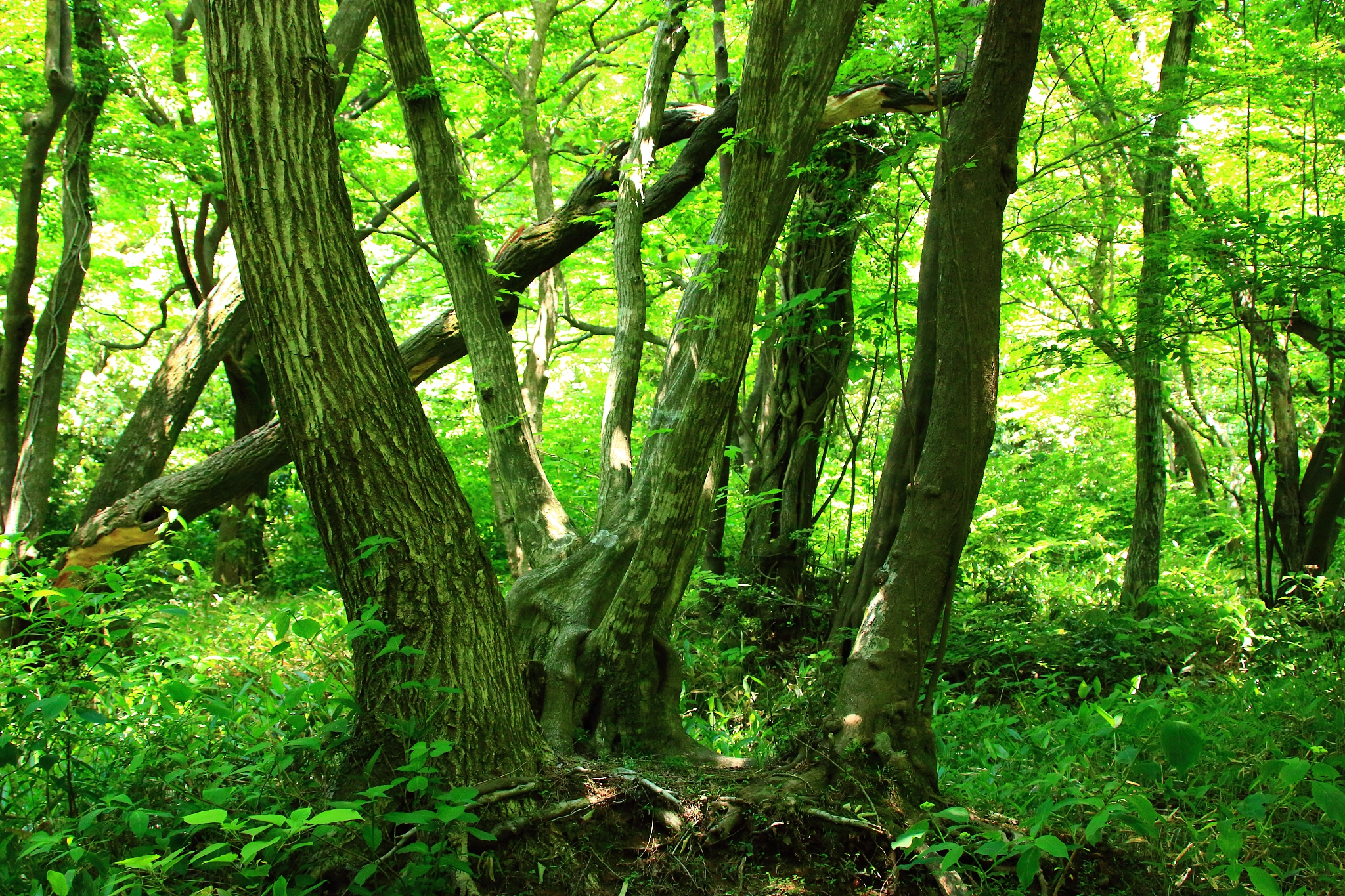 forest path, forest path, forest, forest, walking path,