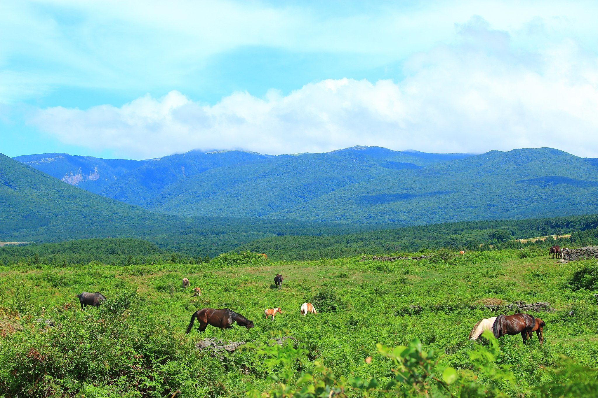 horse grazing, ranch, field, hallasan,