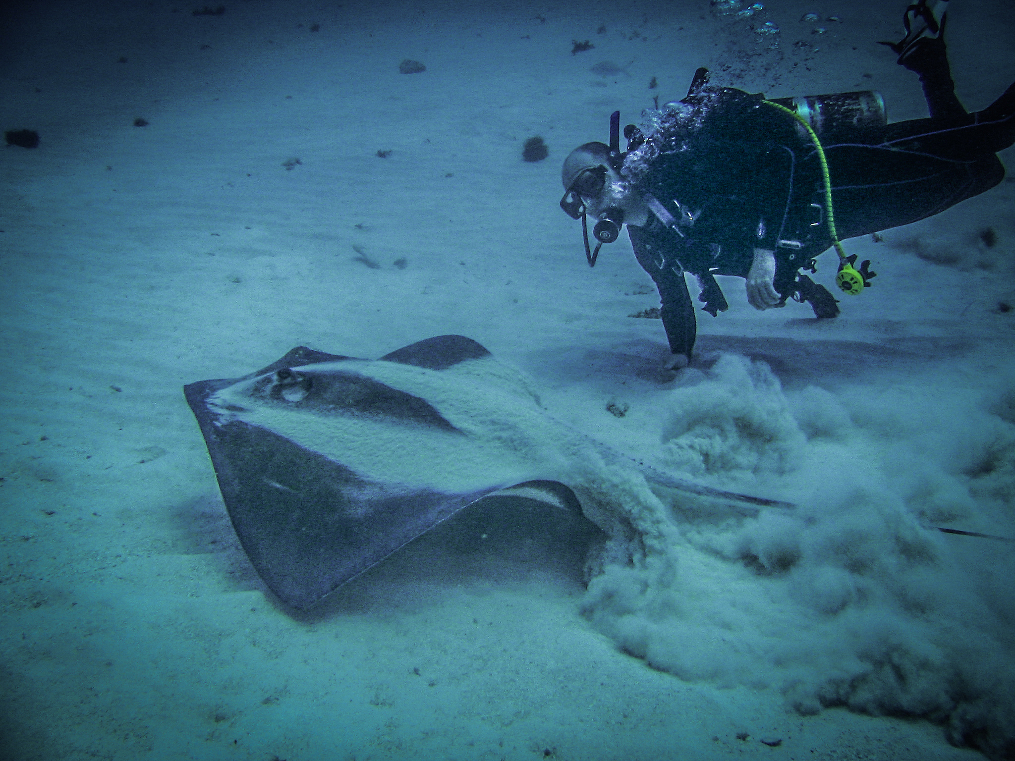 巨虫陨落：一个含义深刻的名字