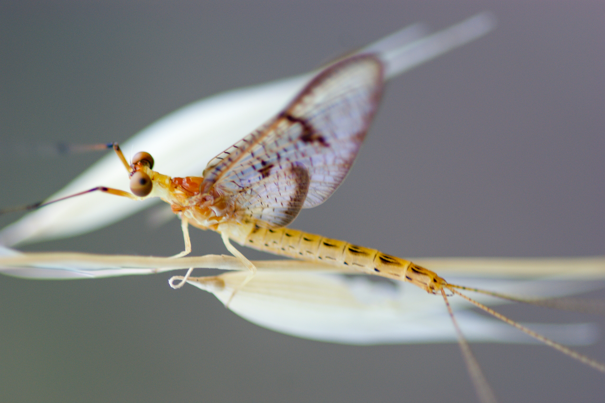 mayfly (ephemera glaucops)
