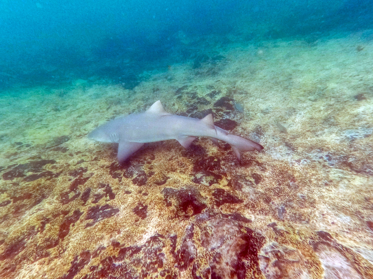 帮我把以下文章改成伪原创：三文鱼是著名的冷水性回游鱼类用一句话讲就是小鱼在江河的淡水里出生发育一年左右会进入大海然后在海里成长三年左右到性成熟后再回游到江河上游的出生地进行产卵这一过程就叫回游了从三文鱼回游的特性至少可以看出两点啊第一三文鱼是一种在咸水和淡水里都可以生存的鱼类第二证明了鱼的记忆不止七秒至少三文鱼做到了四年以后还能找到回家的路而回游的过程却堪比西天取经要经历九九八十一难才可以完成而且