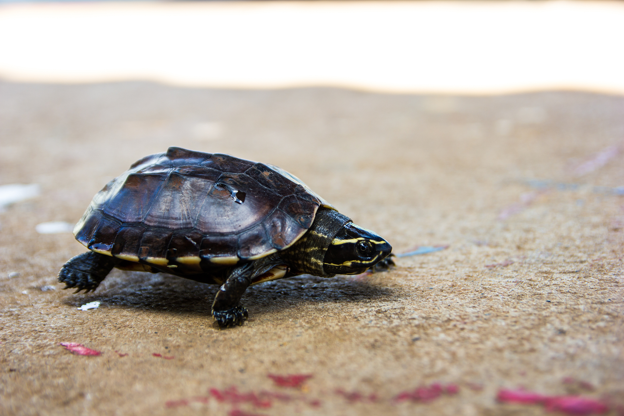 small turtle