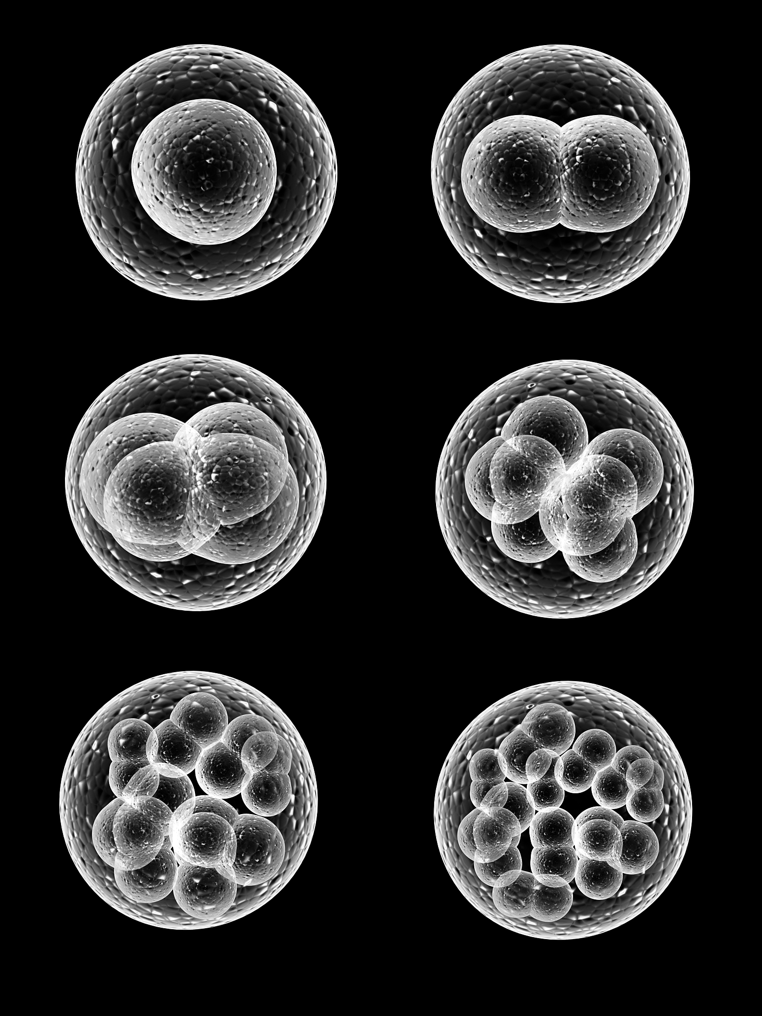 减数分裂期间蛋白质合成是否发生？