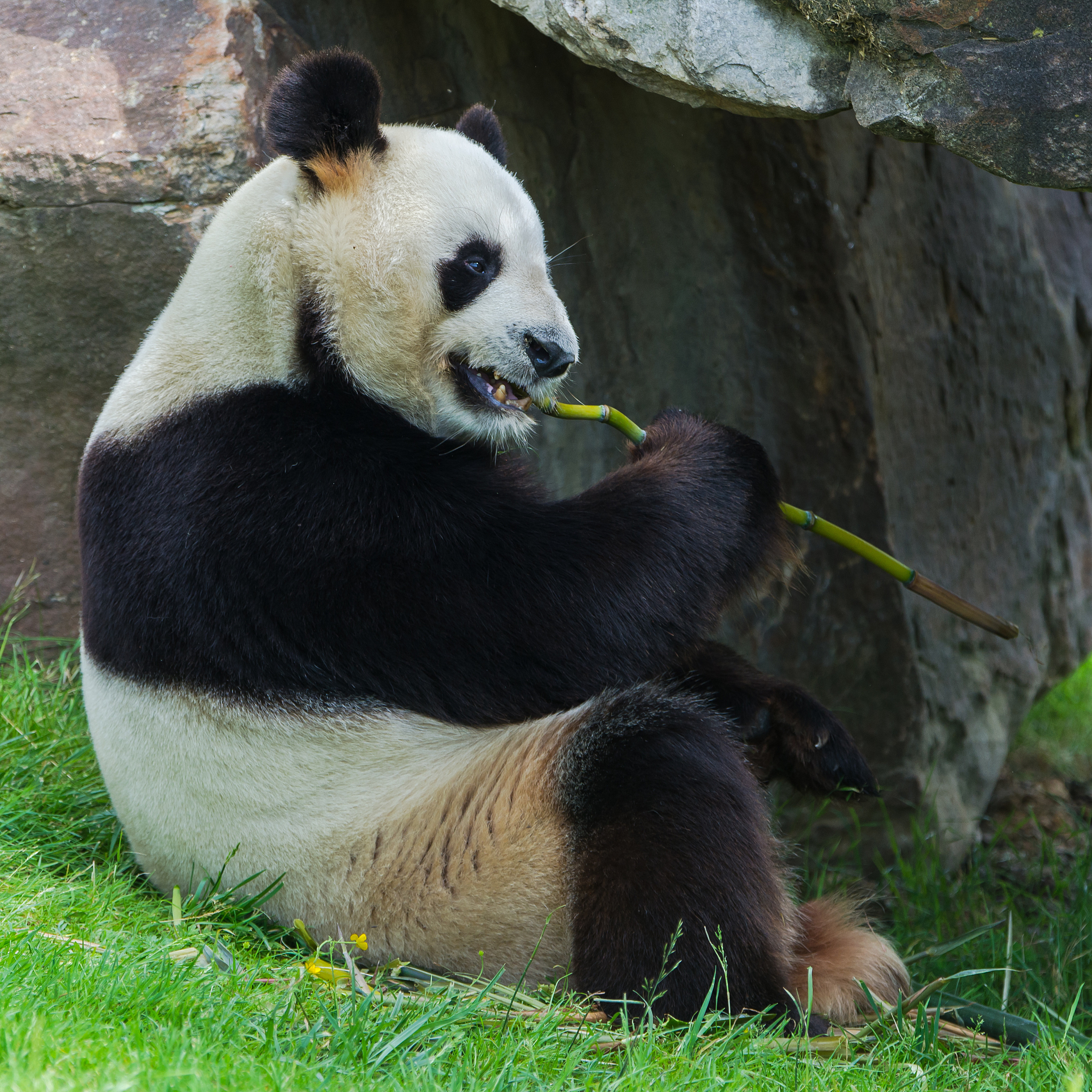 giant panda