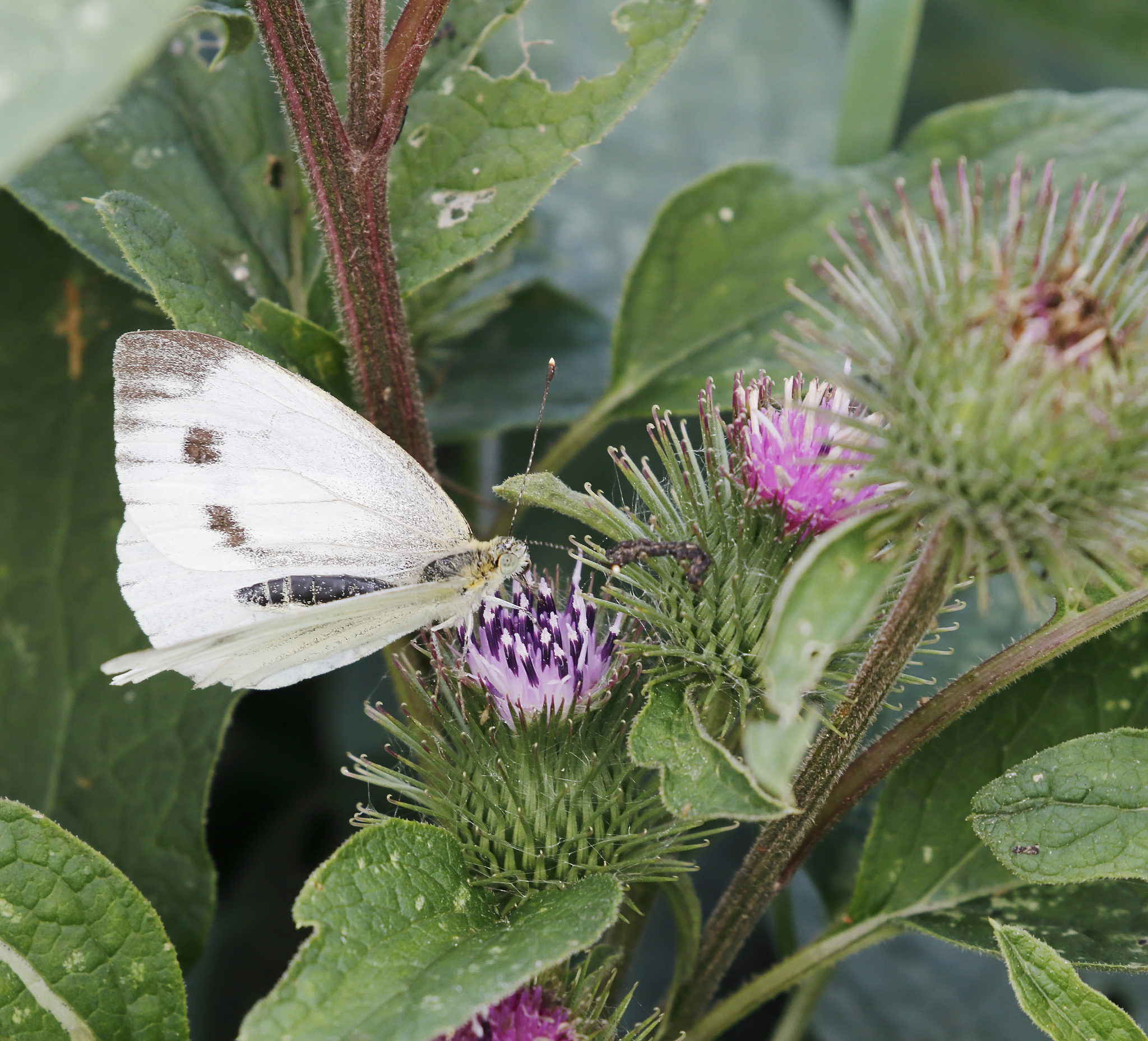 small white butterfly (pieris rapae)