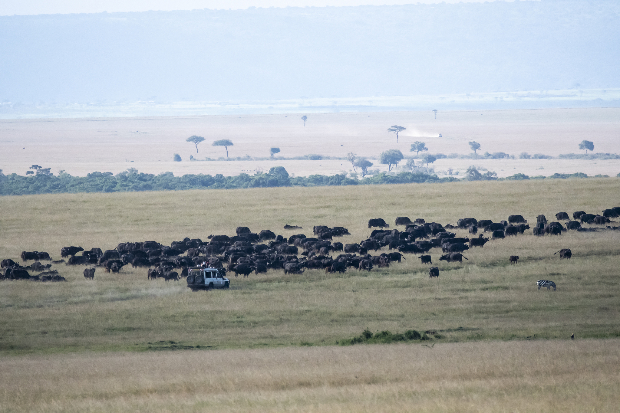a tourist vehicle riding a herd of cape buffalos inside masai ma