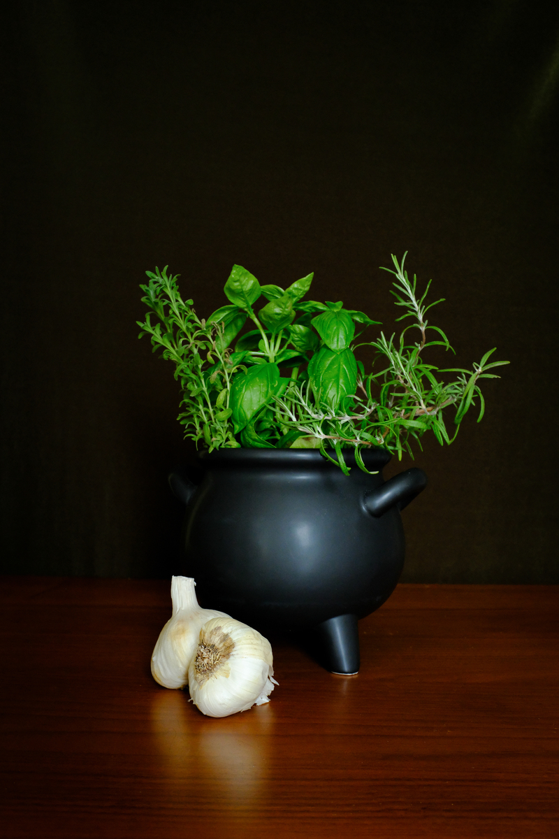 苔藓球养护指南：打造生机勃勃的绿植盆栽